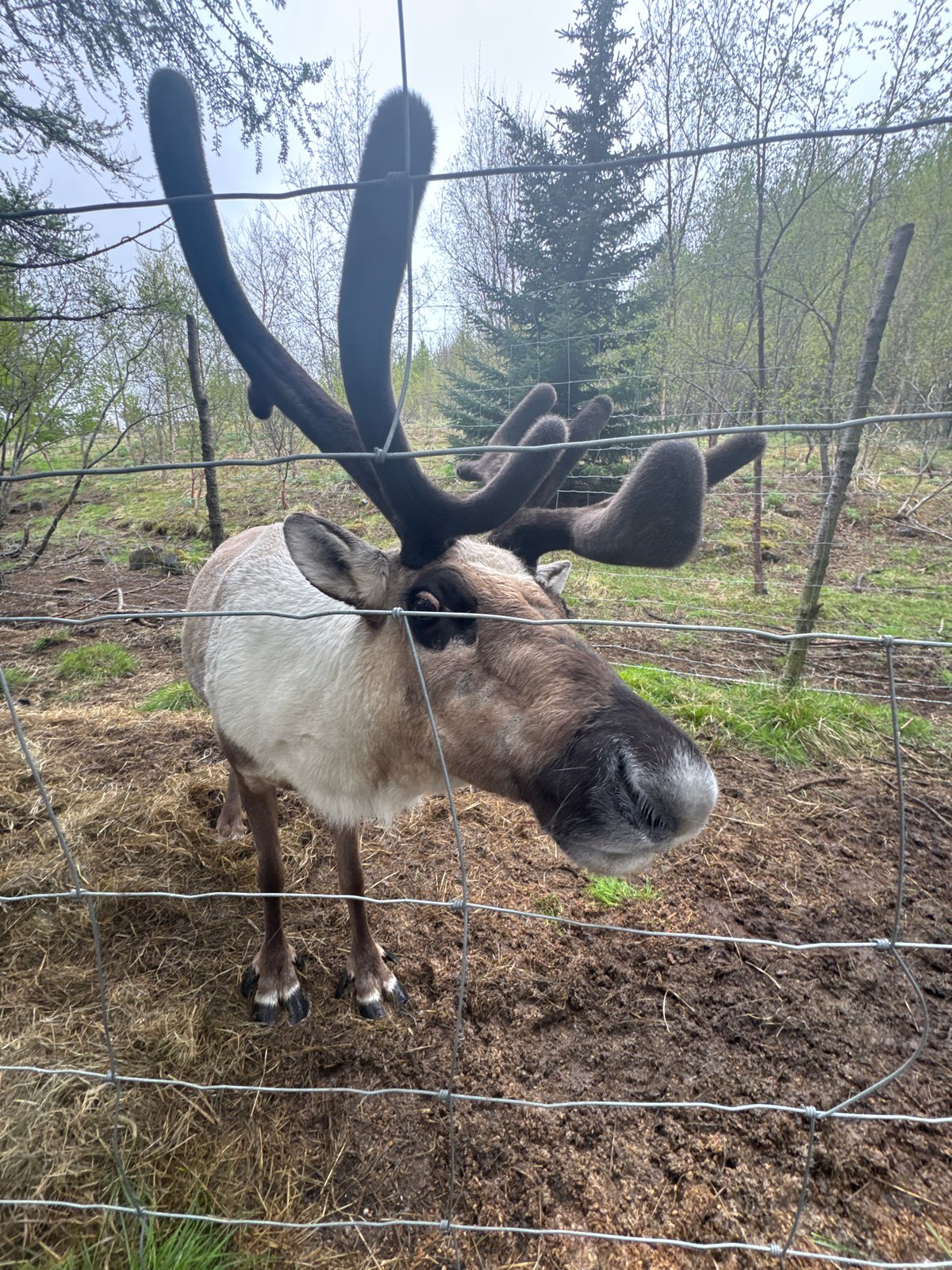 Visitors interact with reindeer at Fellabær, Iceland enclosure