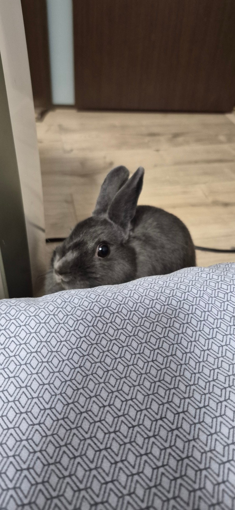 Gray rabbit at home in Ussurijsk, caught from every angle