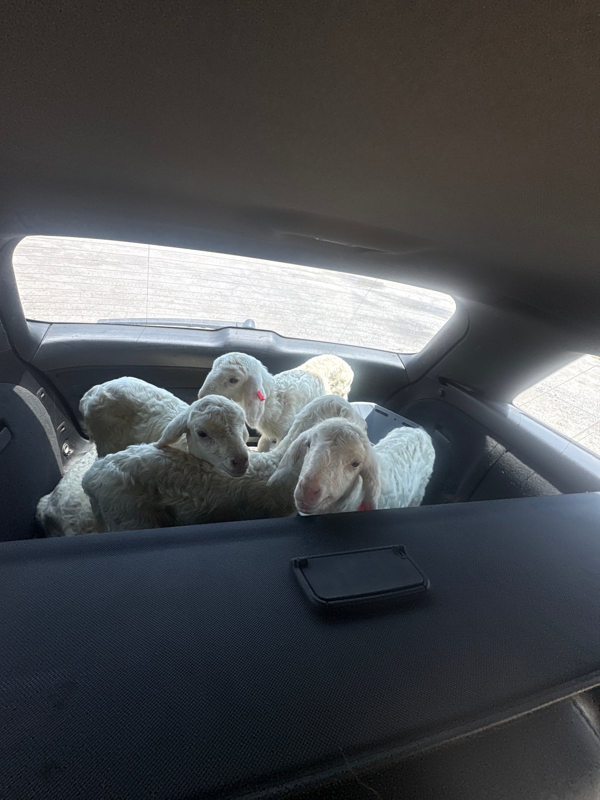 White lambs transported in vehicle cargo area in Bulgaria