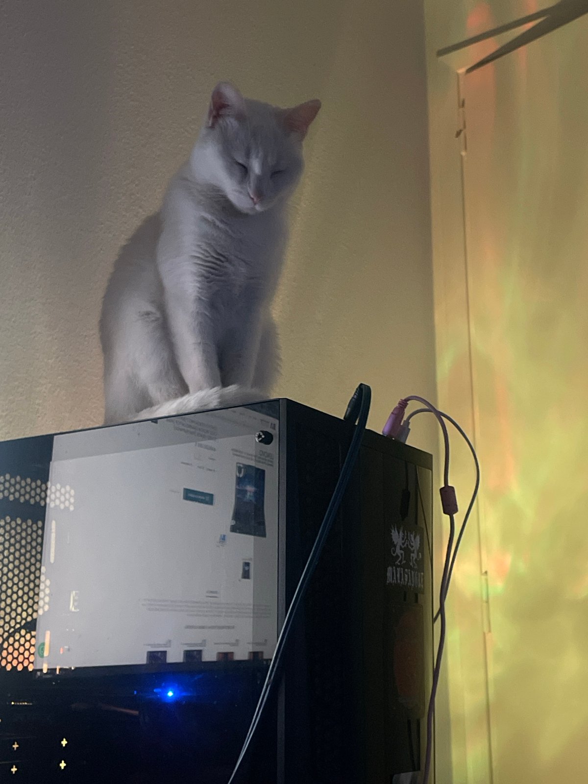 Cat naps on computer tower in Argentine home workspace