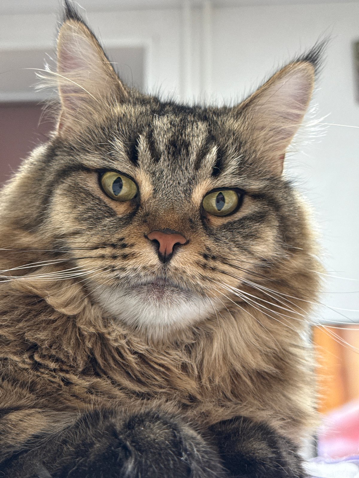 Cat photos and city view captured in Izhevsk