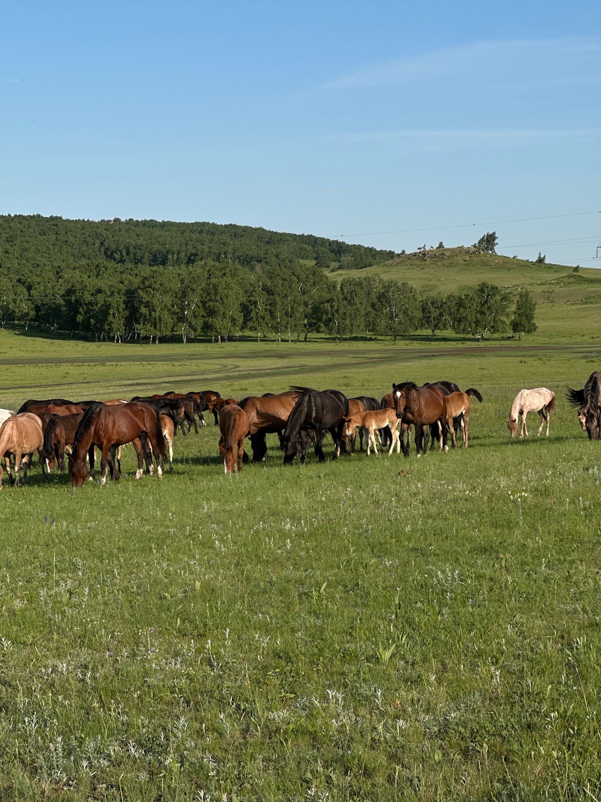 Horse herd grazes in Kazakhstan field overnight