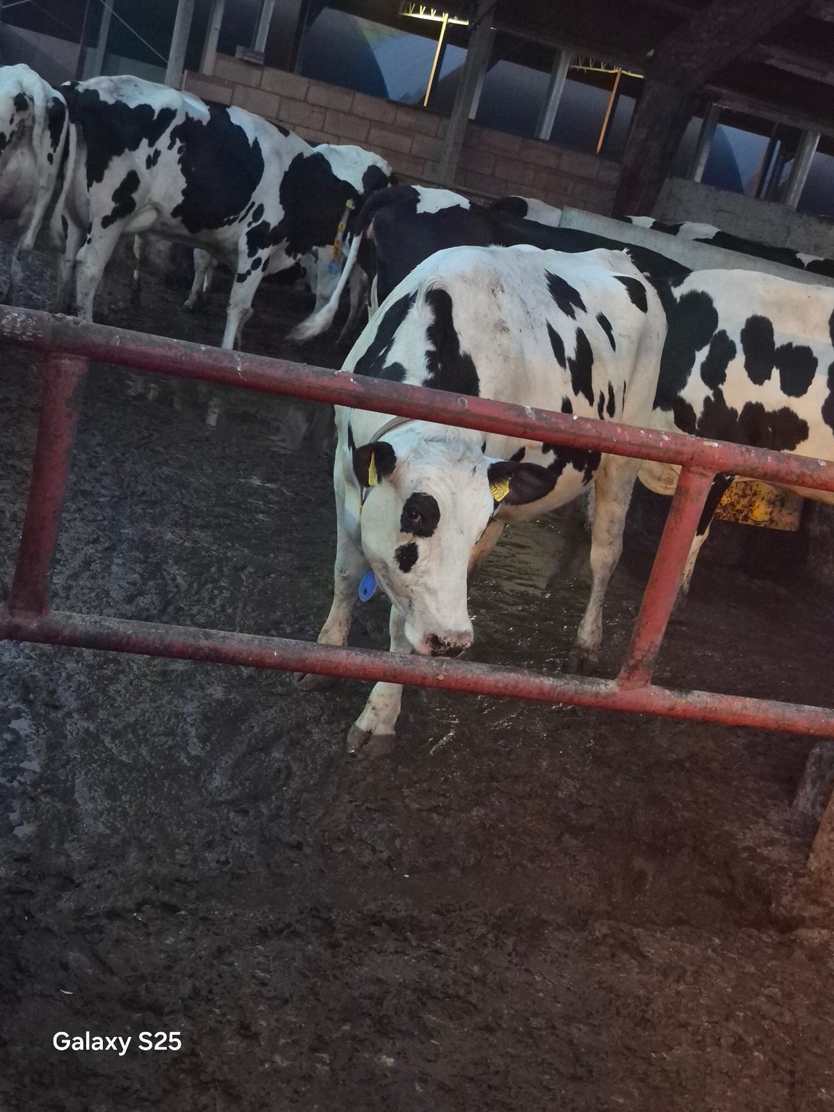 Farm life in rural Pątnów: barn cattle and a quiet back road