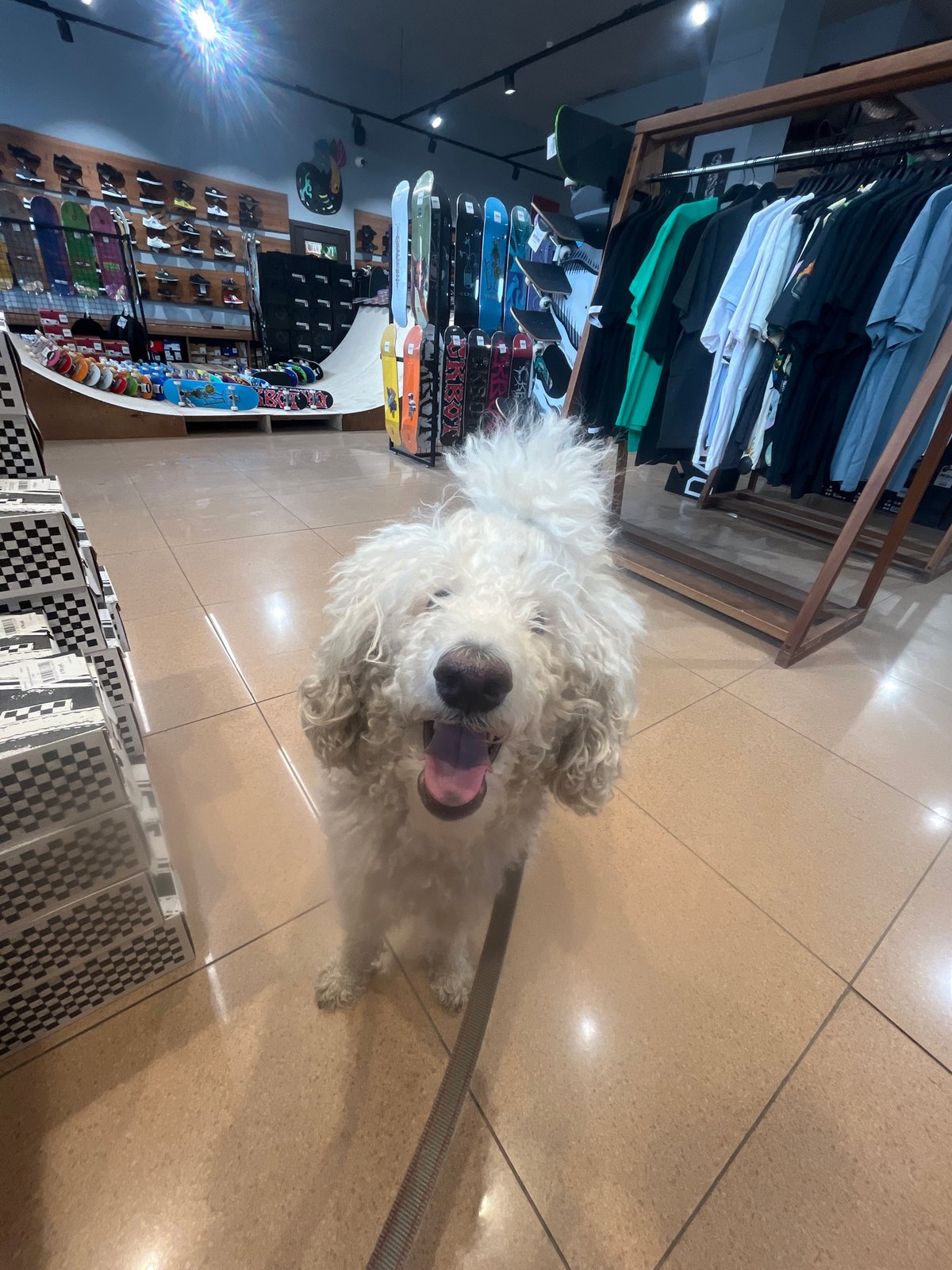 White dog visits shoe store in Krasnoyarsk, delights customers