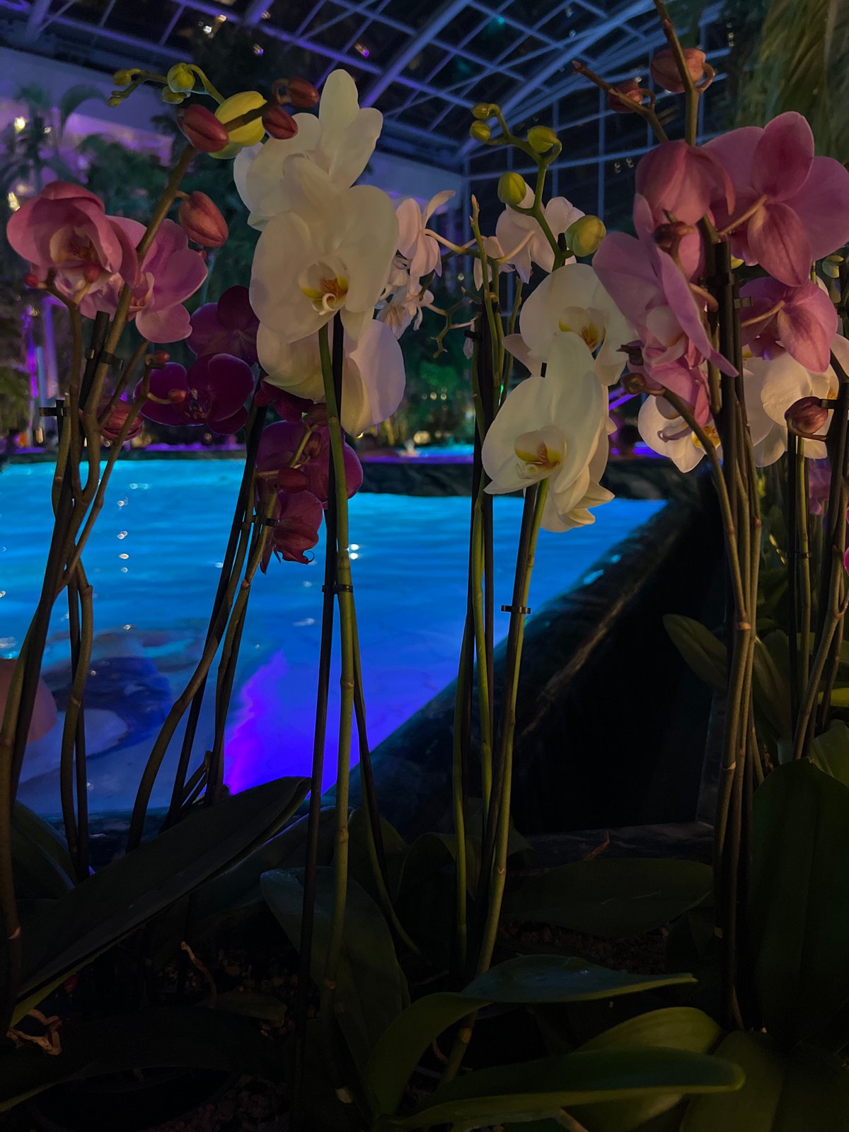 Orchid display with illuminated water feature observed in Săftica