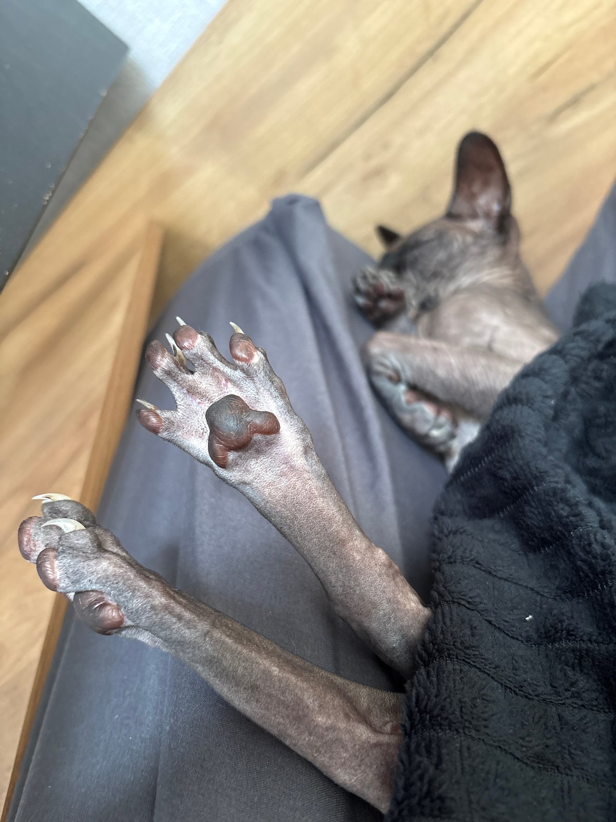 Sphynx cat lounging and being petted at home in Saratov