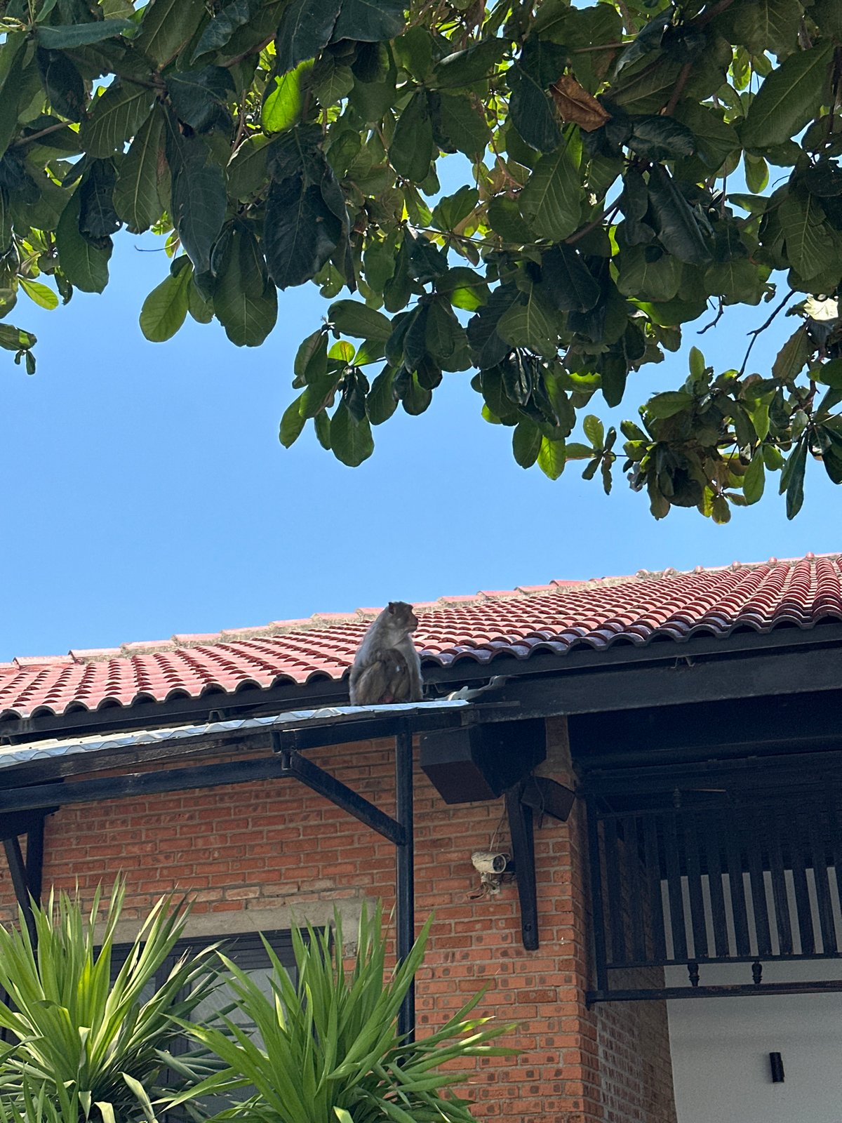 Monkeys, beach, and coconuts at a Da Nang resort