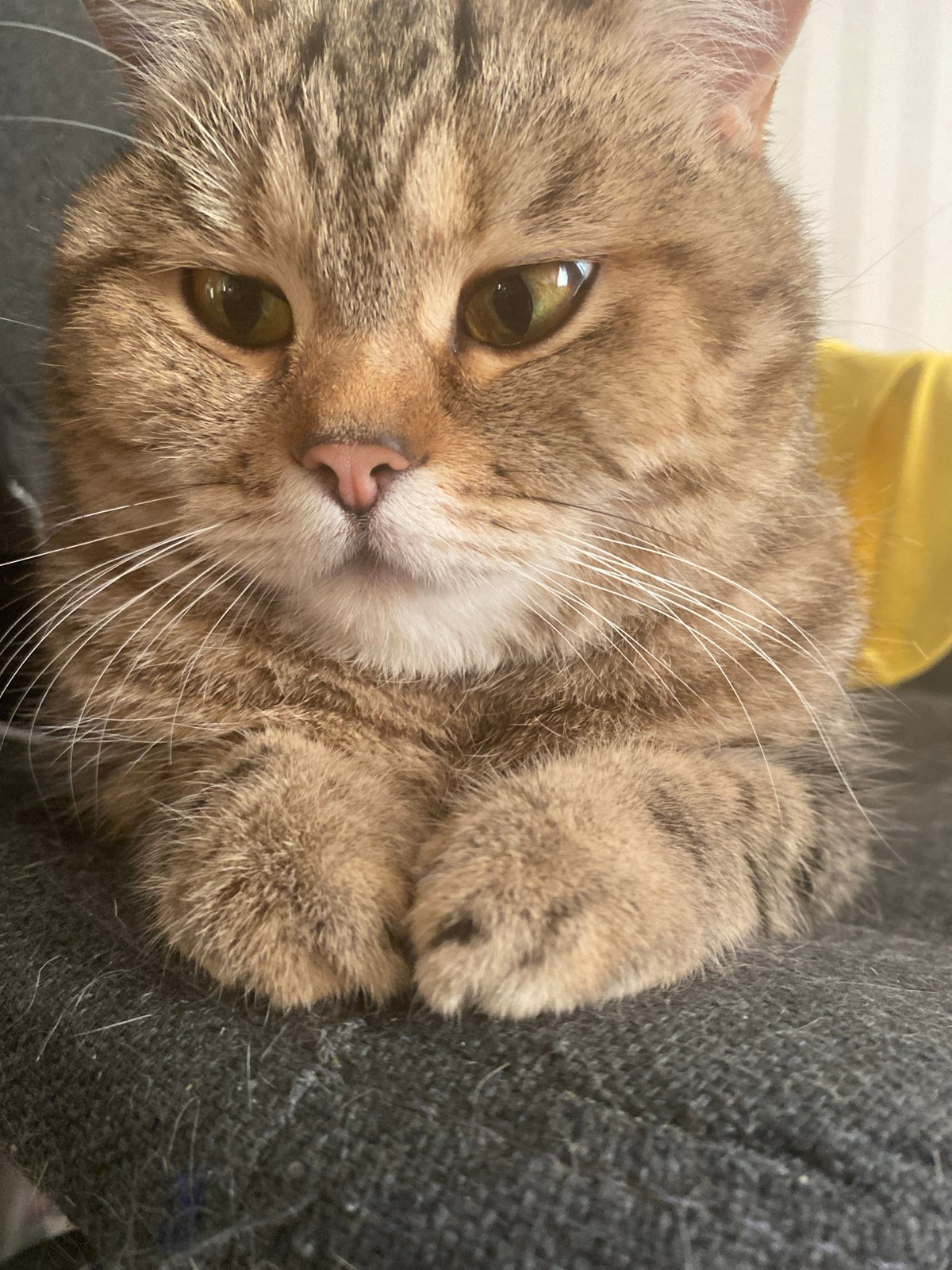 Indoor pet photography session with tabby cat and spaniel