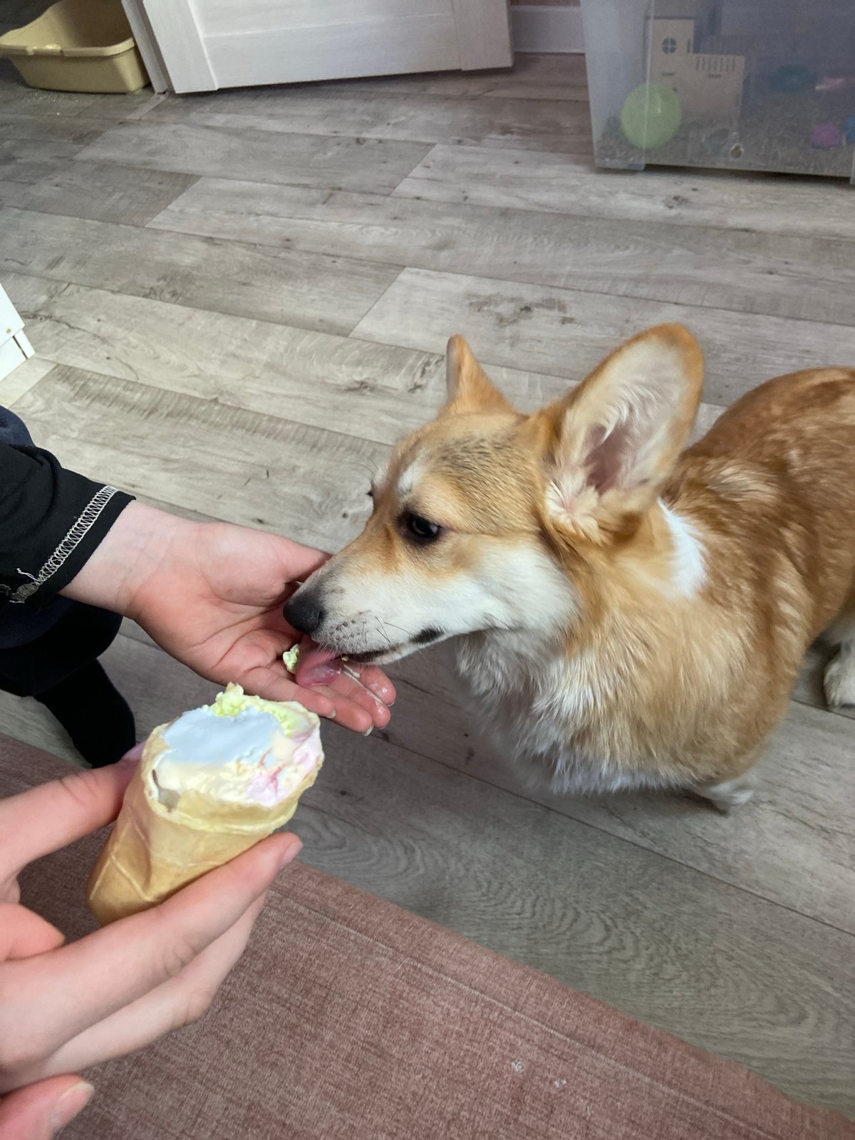 Corgi enjoys hand-fed ice cream treat in Chaikovsky home