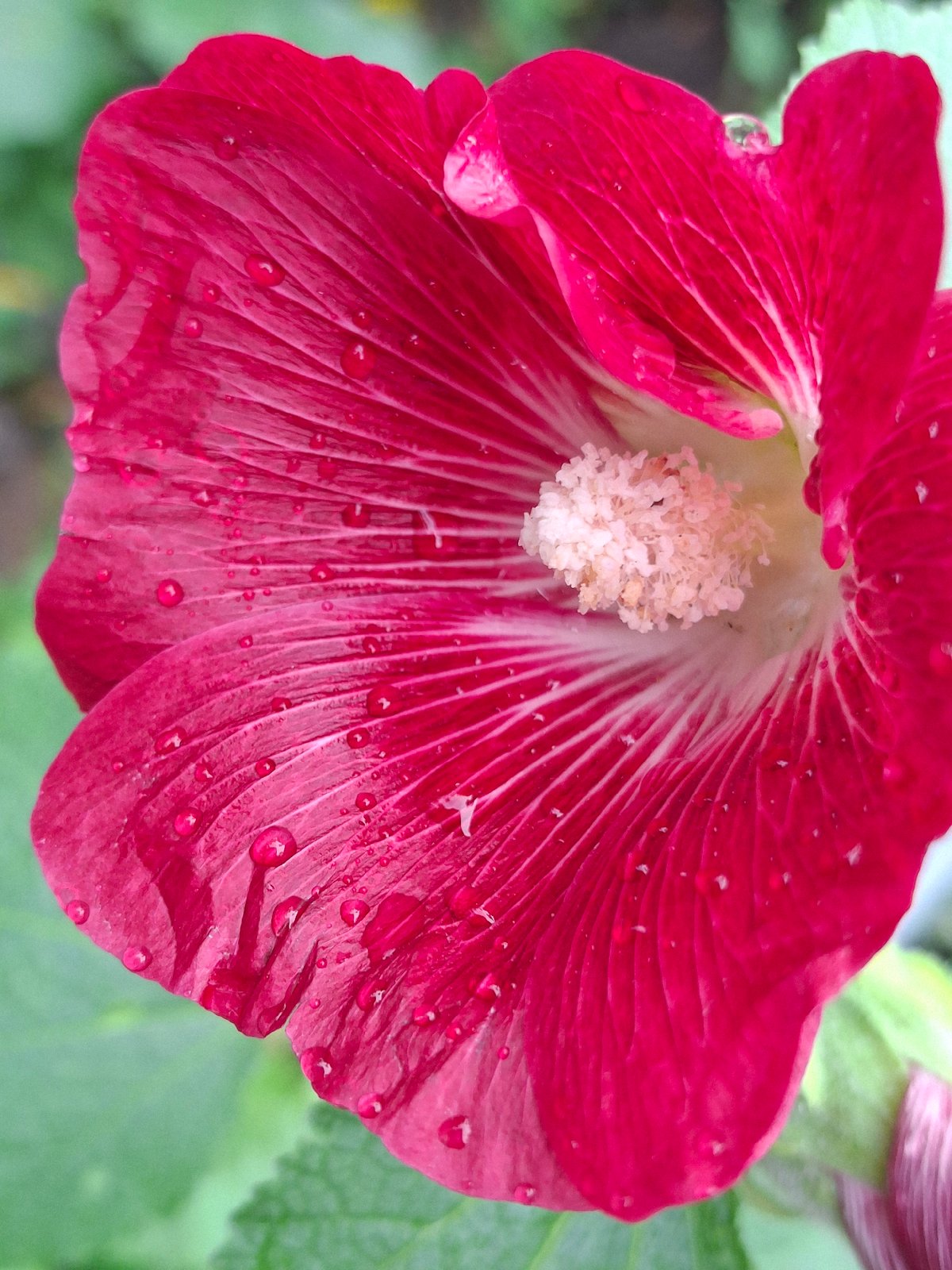 Afternoon in Chaikovsky: selfies, wet flowers, and outdoor sculpture