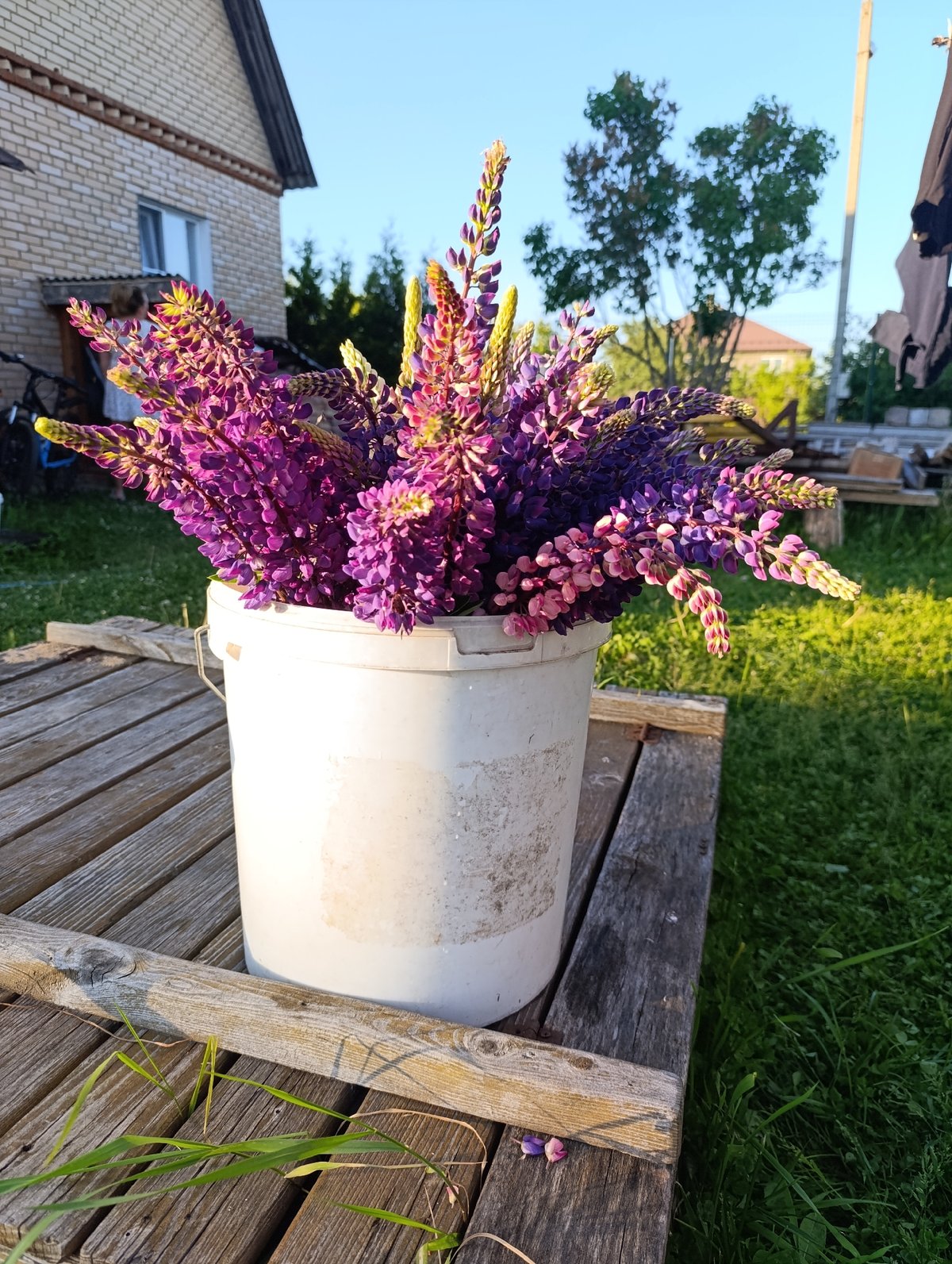 Backyard barbecue gathering with grilling, flowers, and dog interactions