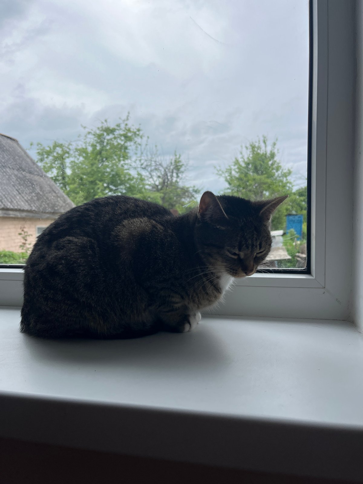 Cat rests on windowsill during quiet afternoon indoors
