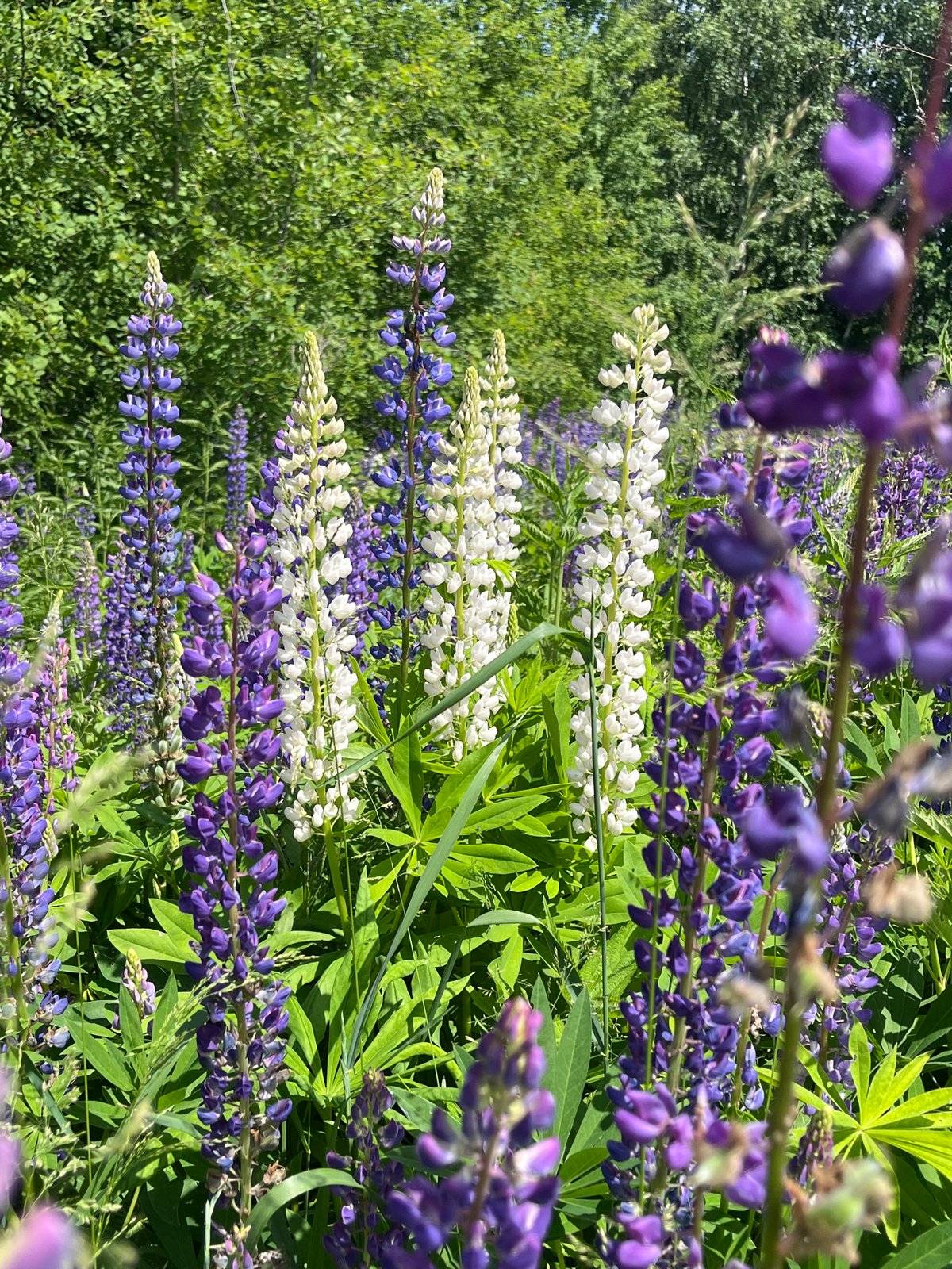 Purple lupine flowers bloom in Russian meadow