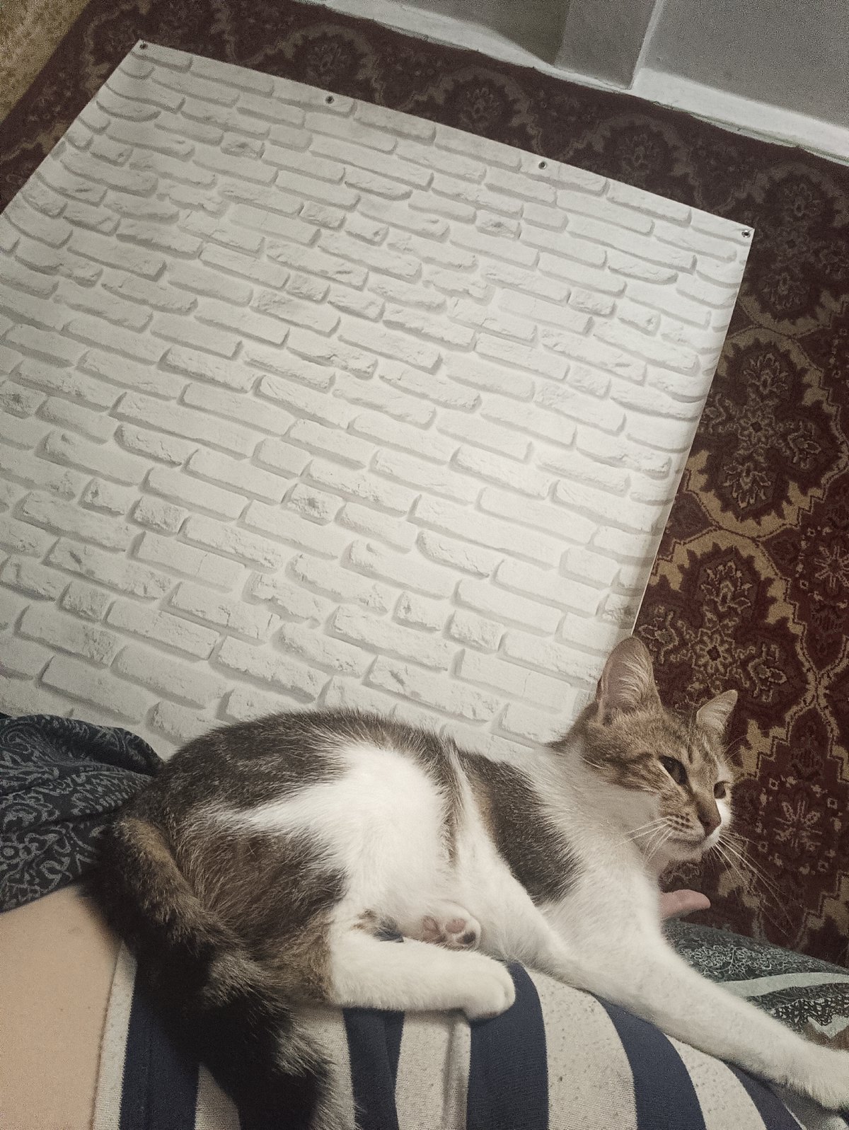 Quiet evening moments with cats documented in Ukrainian home