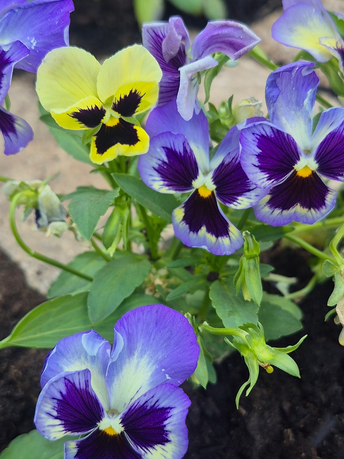Garden flowers and plants documented in Chaikovsky, Russia