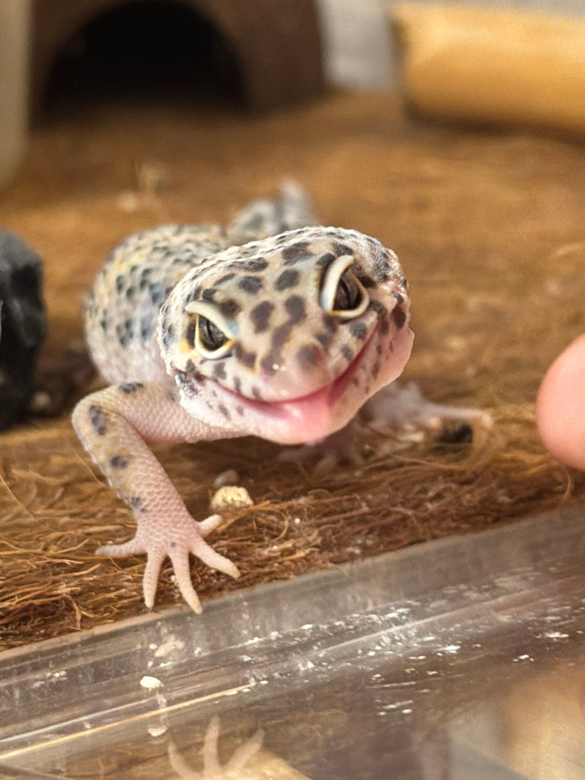 Leopard gecko photographed in habitat setup in Izhevsk, Russia