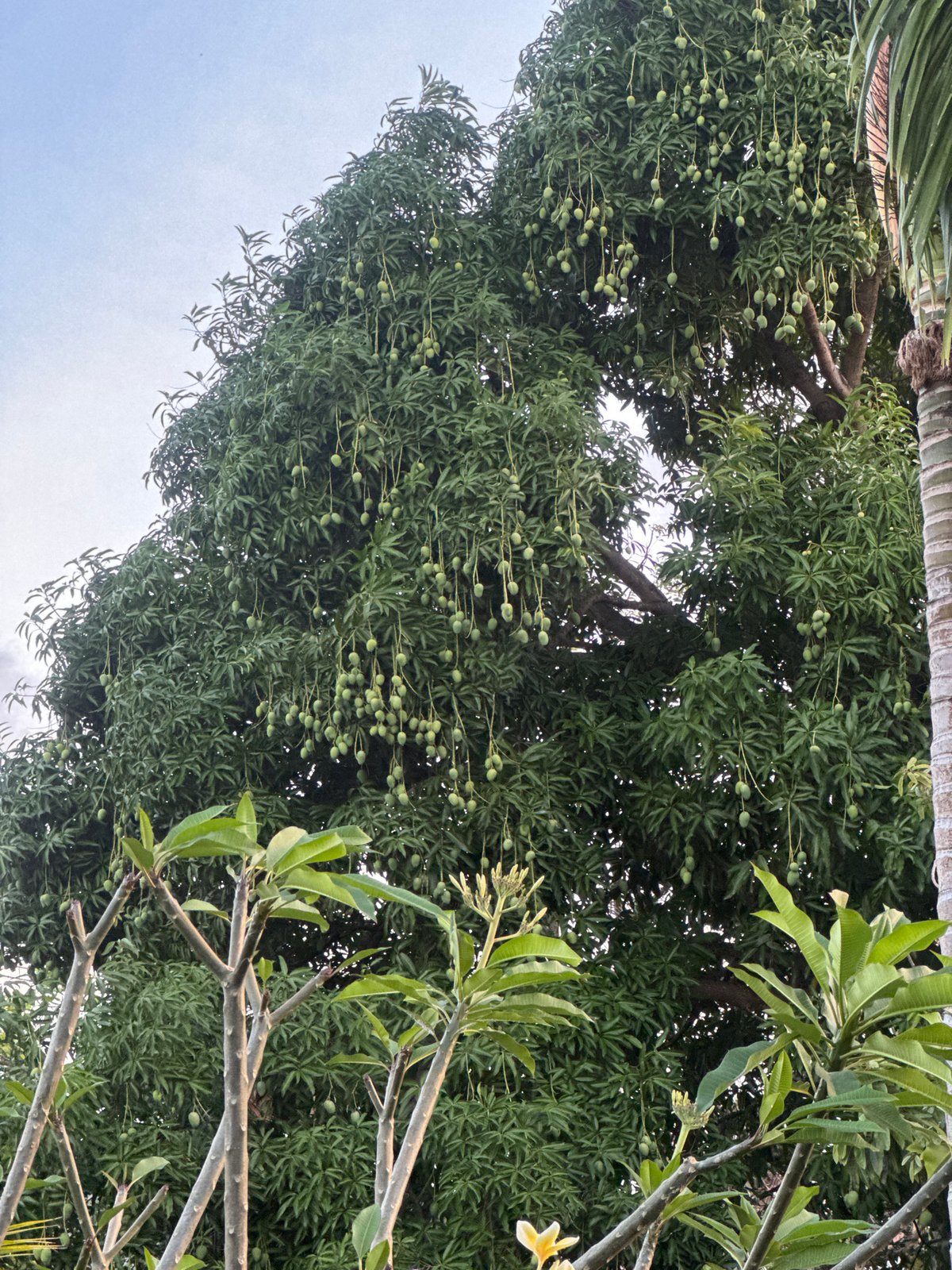 Slow morning at a North Kuta property, flora and downtime
