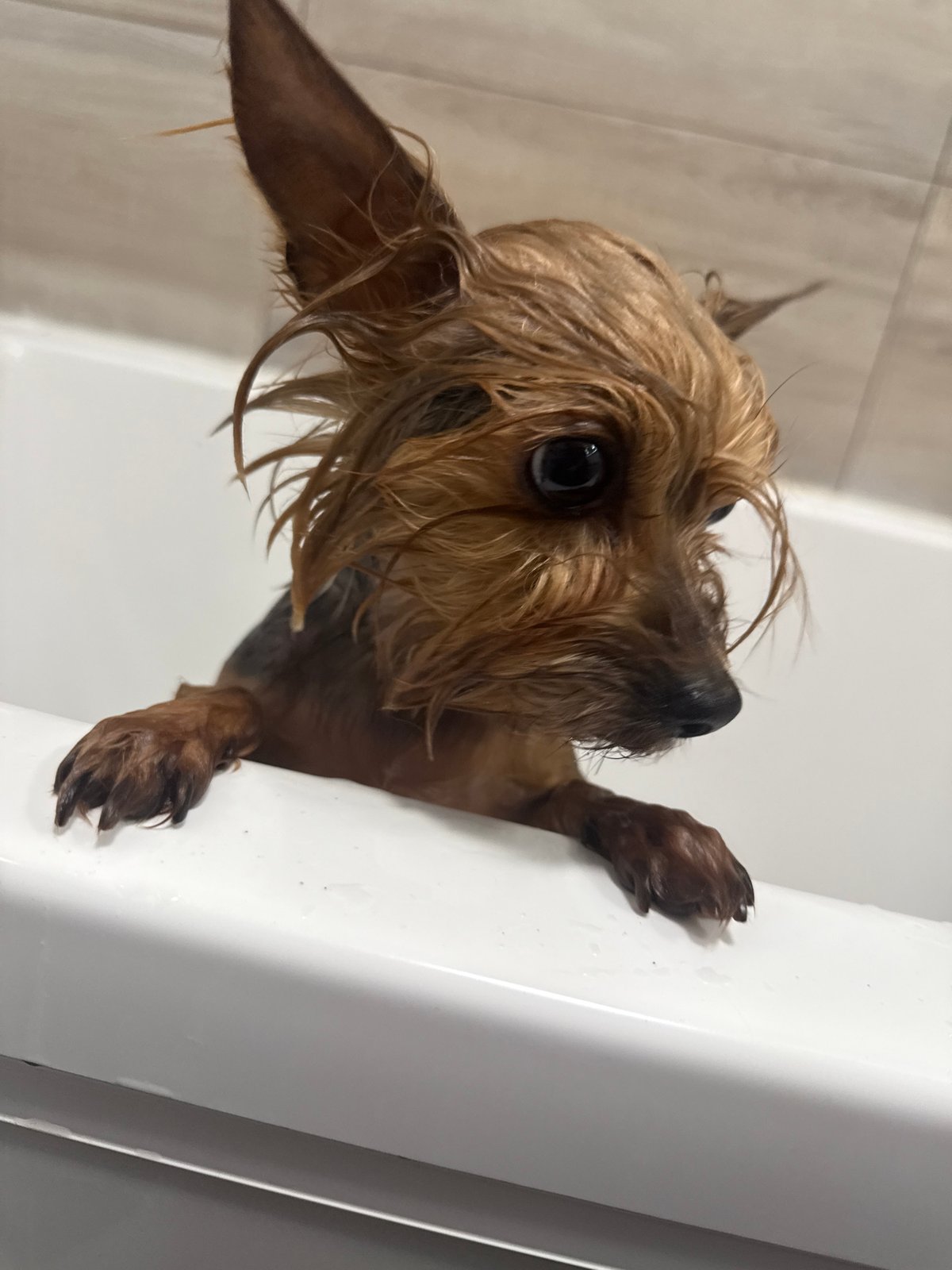 Dog bath and karaoke night captured in Chaikovsky, Russia