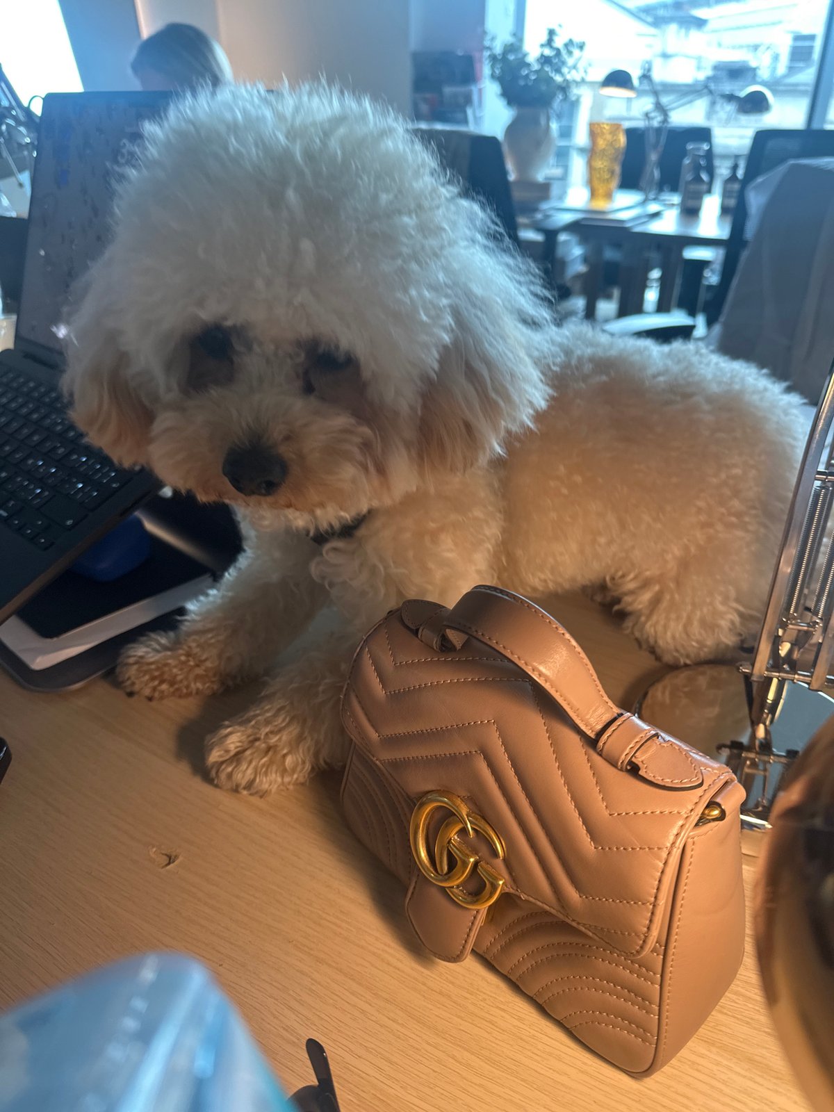 Small white dog visits London office desk during workday