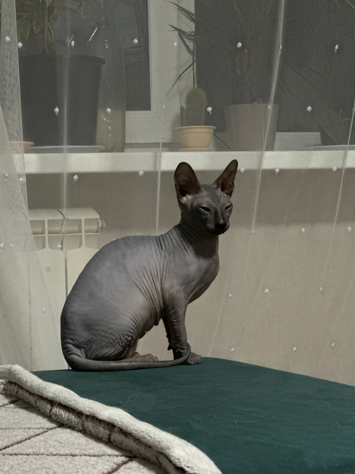 Gray Sphynx cat spotted on furniture in Chaikovsky home