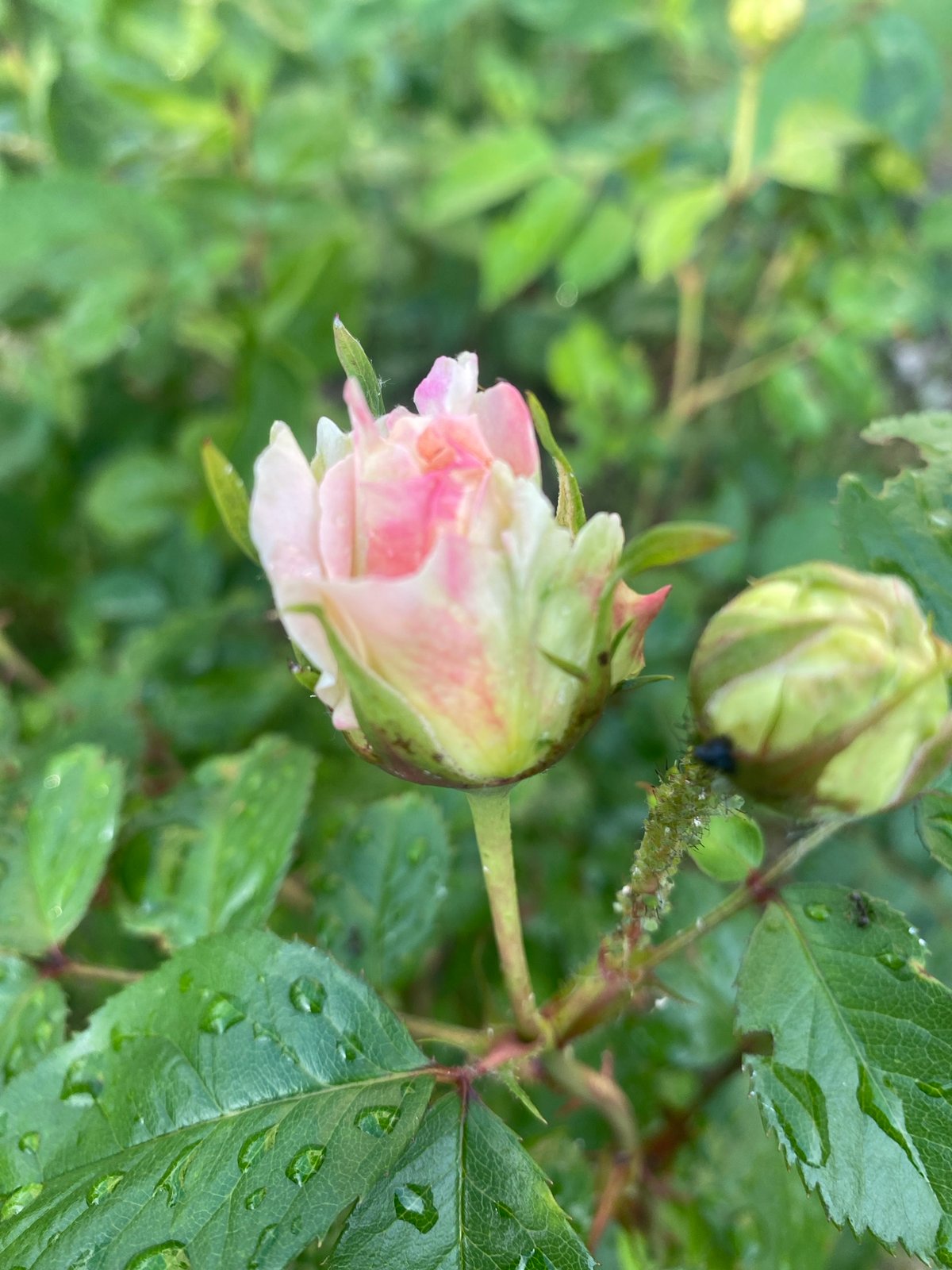 Garden flowers documented in rain-kissed Dnipro botanical collection