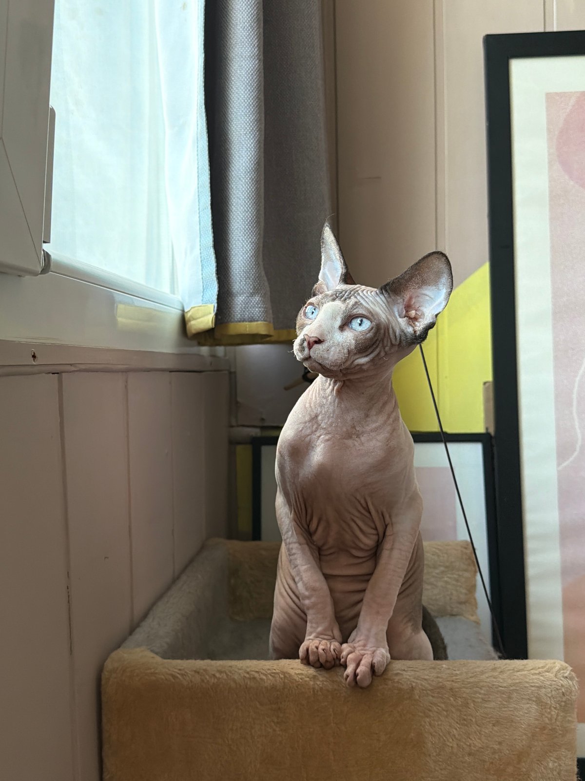 Sphynx cat spotted in multiple indoor locations during morning hours