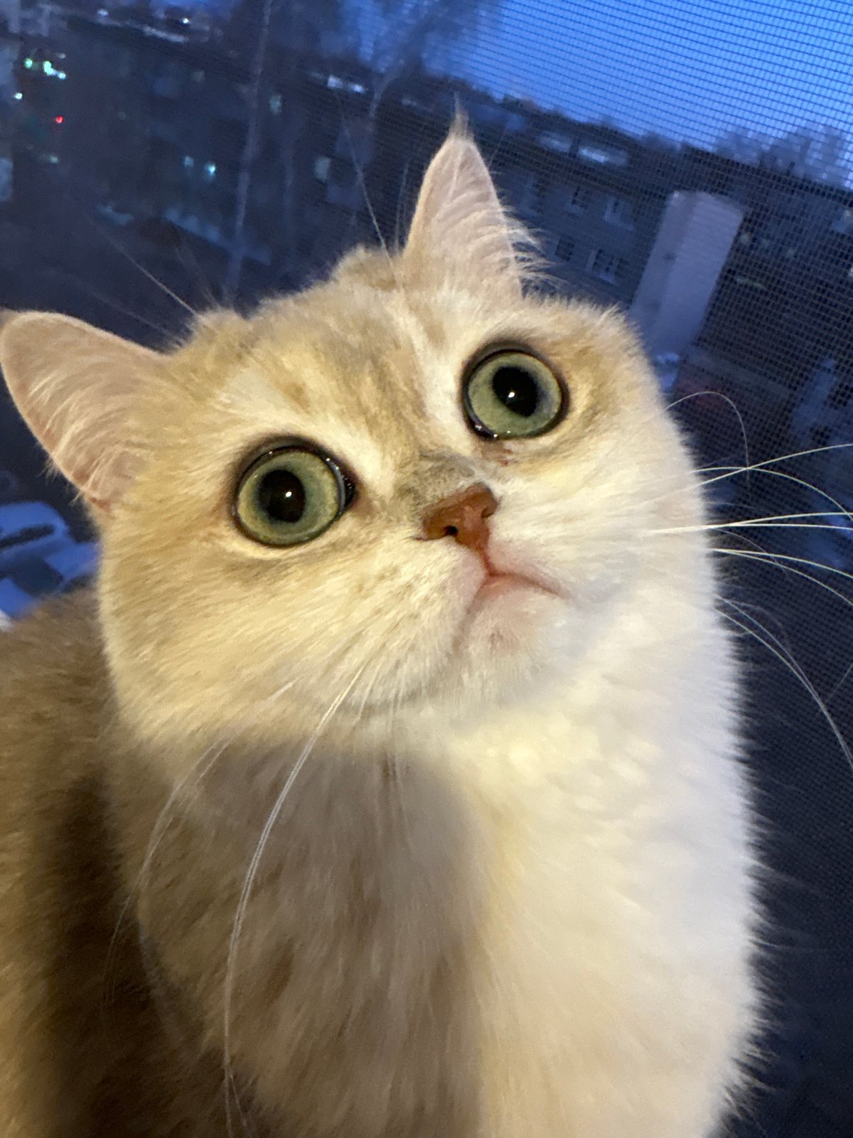 Cat watches cityscape from Chaikovsky window sill