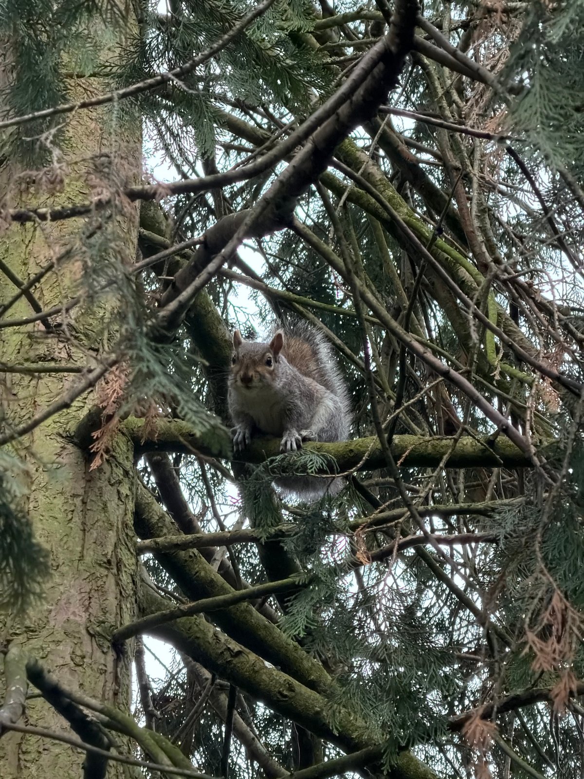 Spring wildlife and signage observed in London park