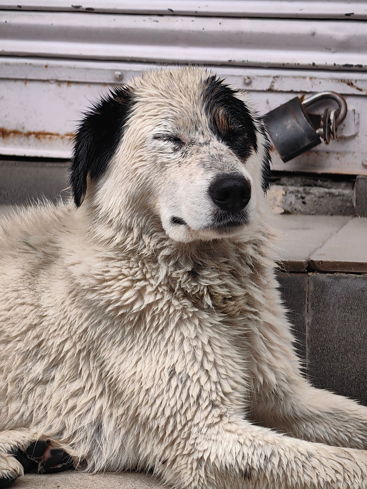 Foggy morning in Vashisht: dogs, guesthouses, and mountain mist