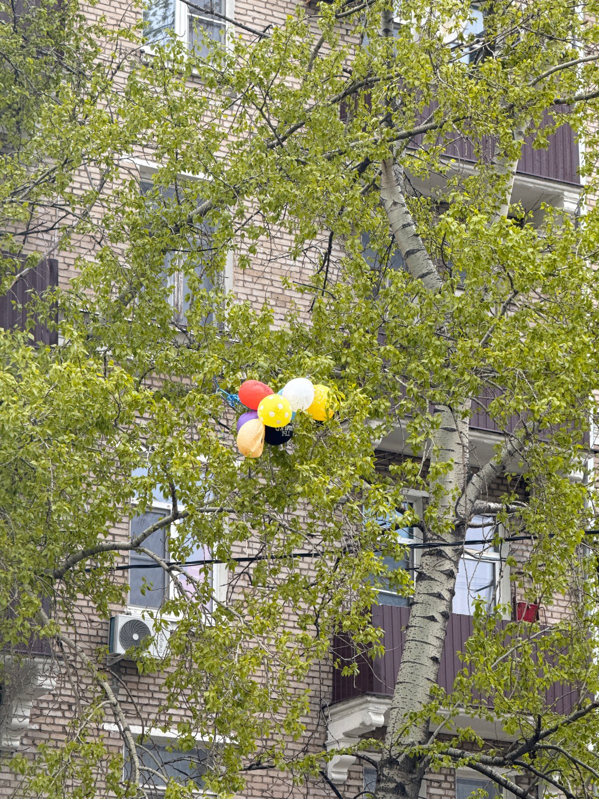 Balloons caught in Moscow tree near mosaic building