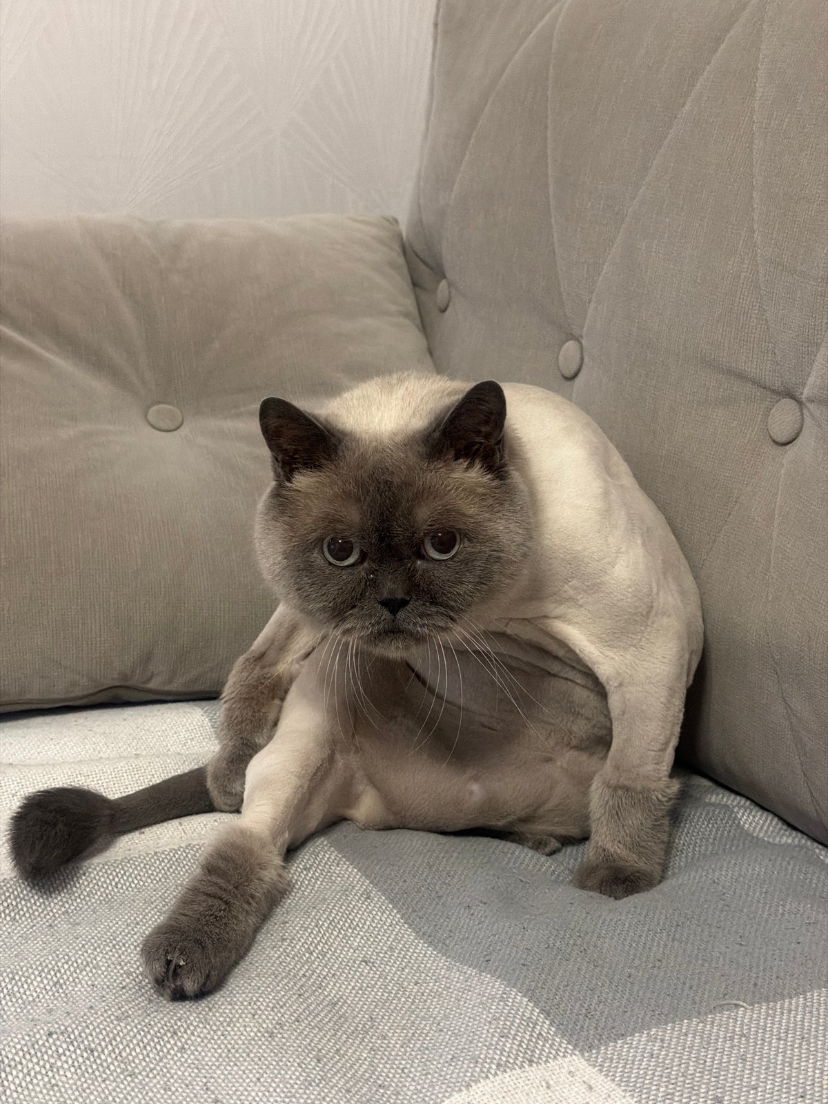 Cat rests on tufted sofa in Rostov-on-Don