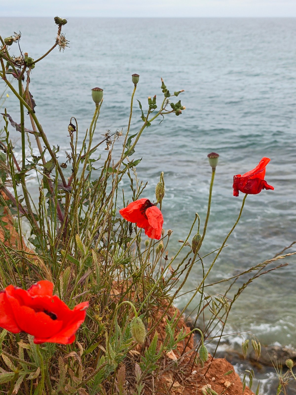 Coastal vegetation and seascape documented along Ukrainian shoreline