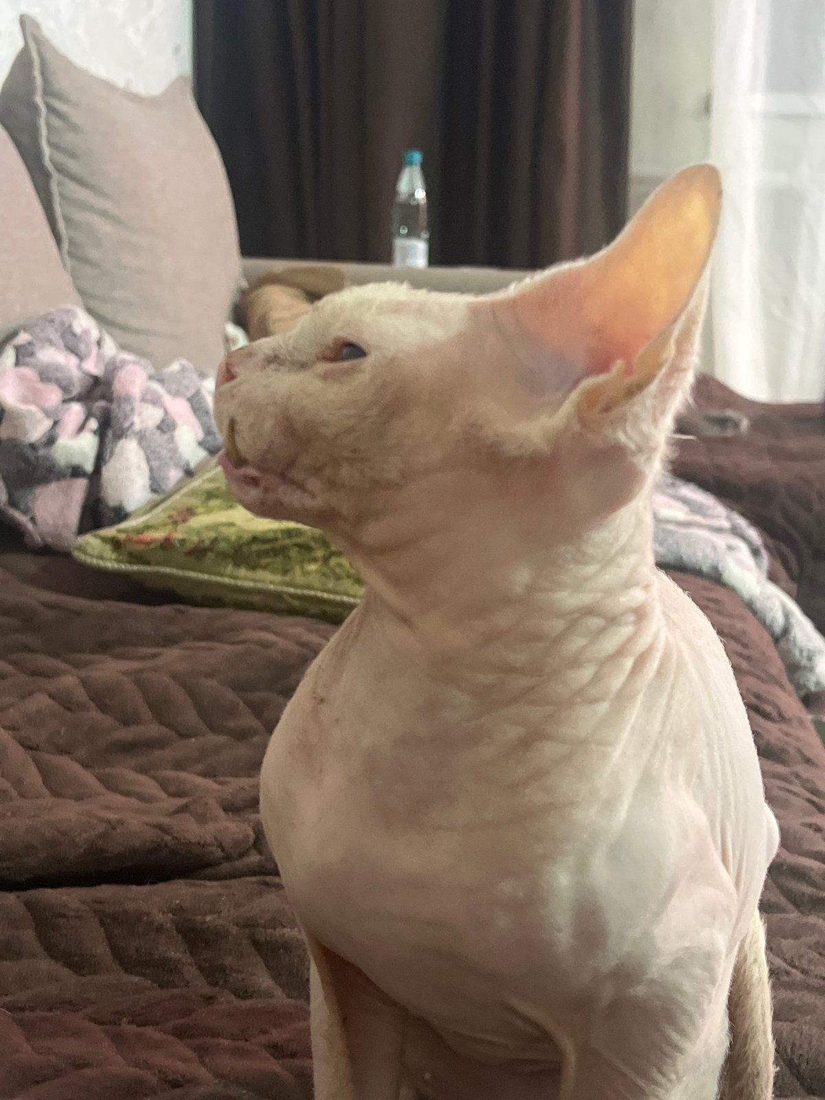 Cats relaxing and playing indoors during evening hours