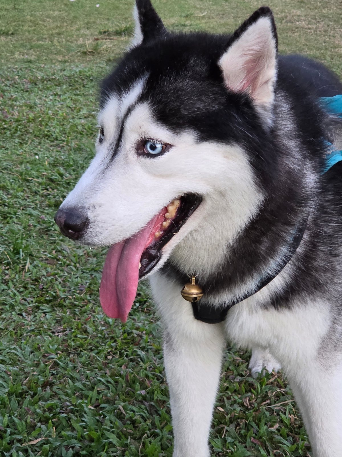 Husky in the grass, people strolling a palm-lined walkway in North Kuta
