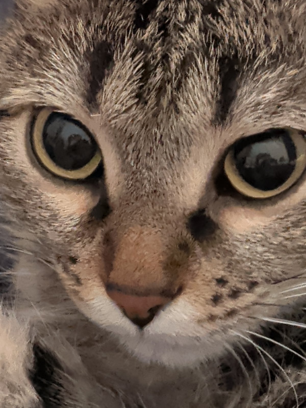 Tabby cat spotted in Dikaya Gar', Russia