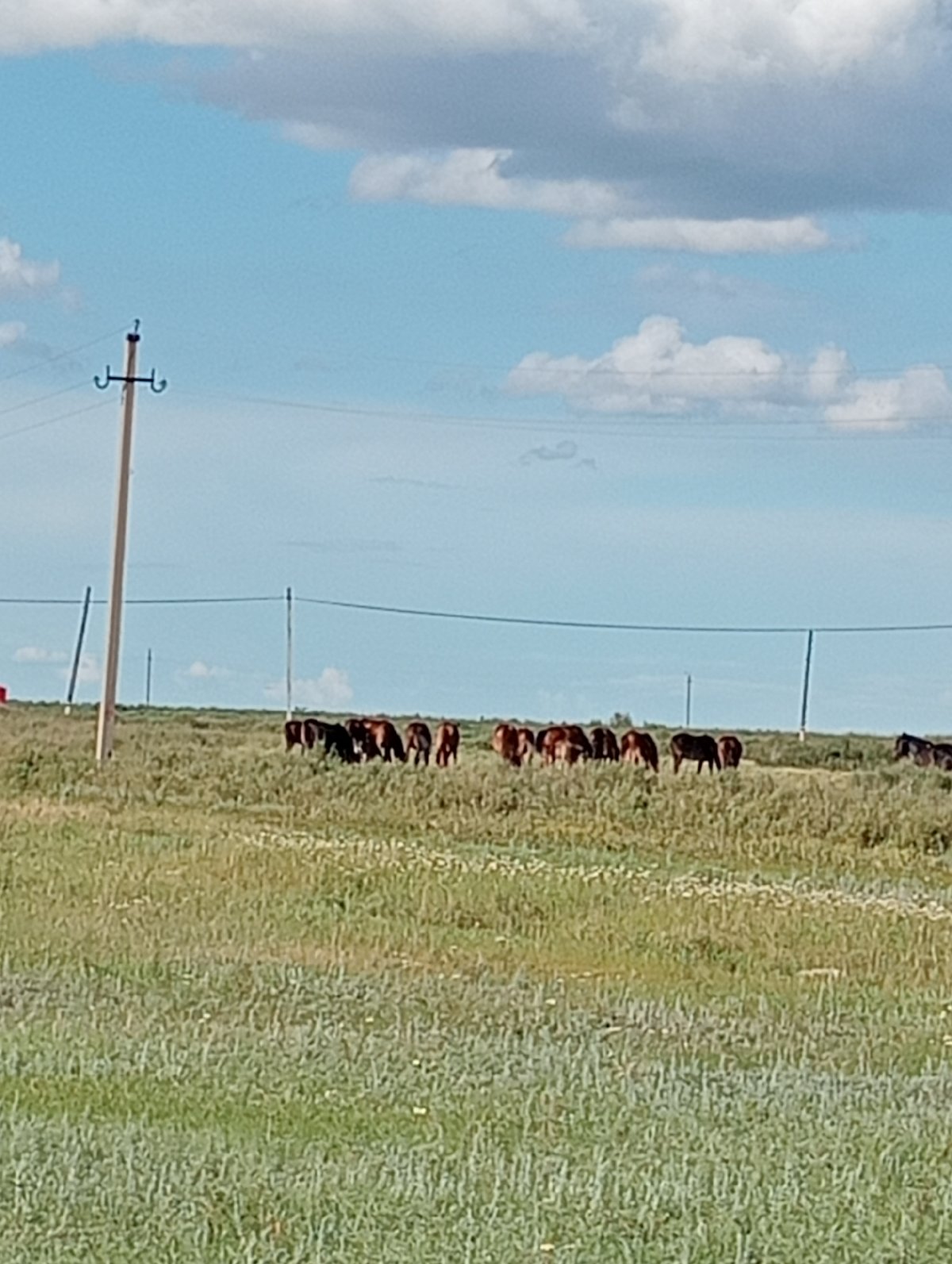 Horses graze in rural fields with child exploring countryside