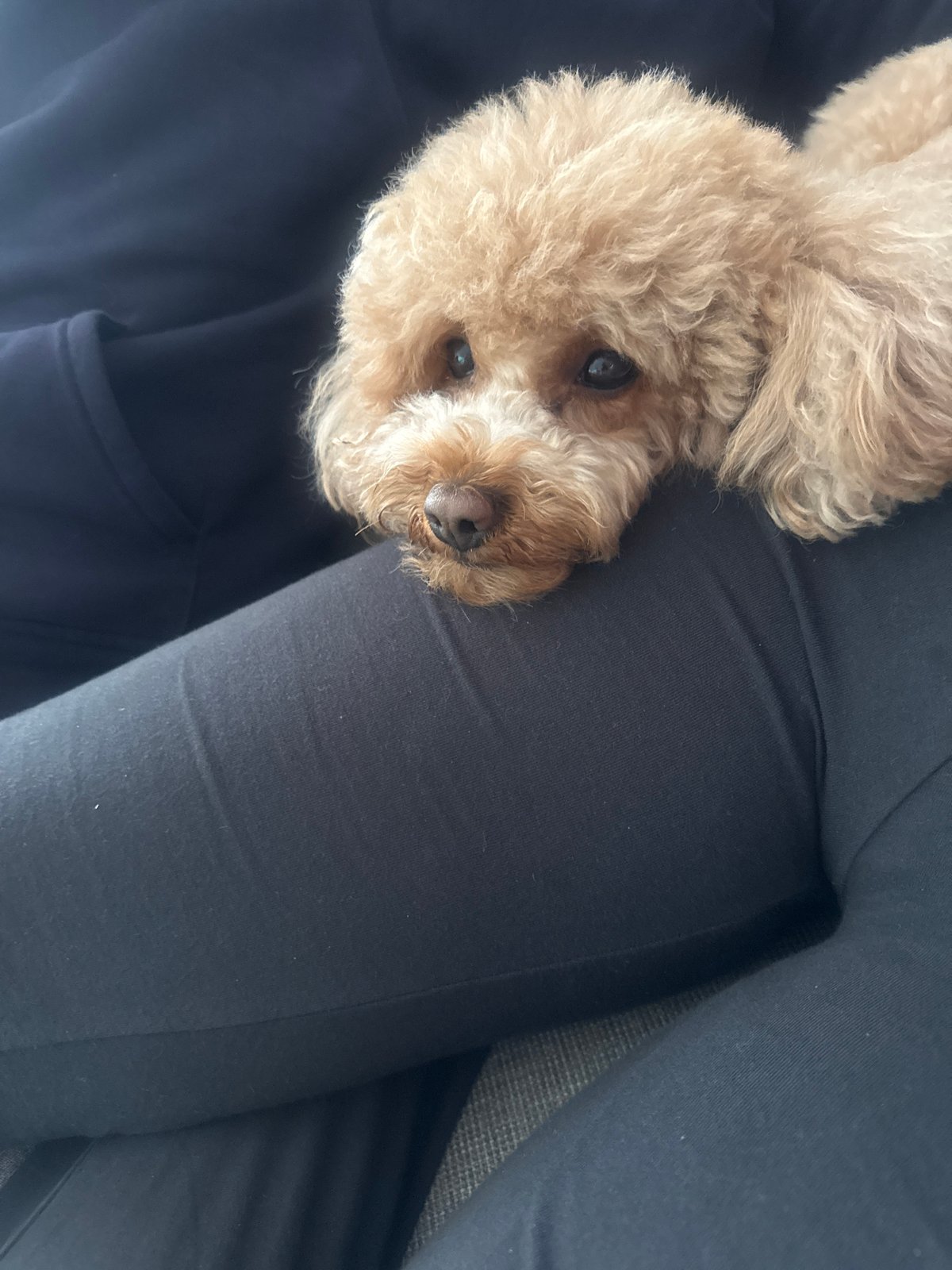 Poodle rests on person's lap in Vila Nova de Gaia