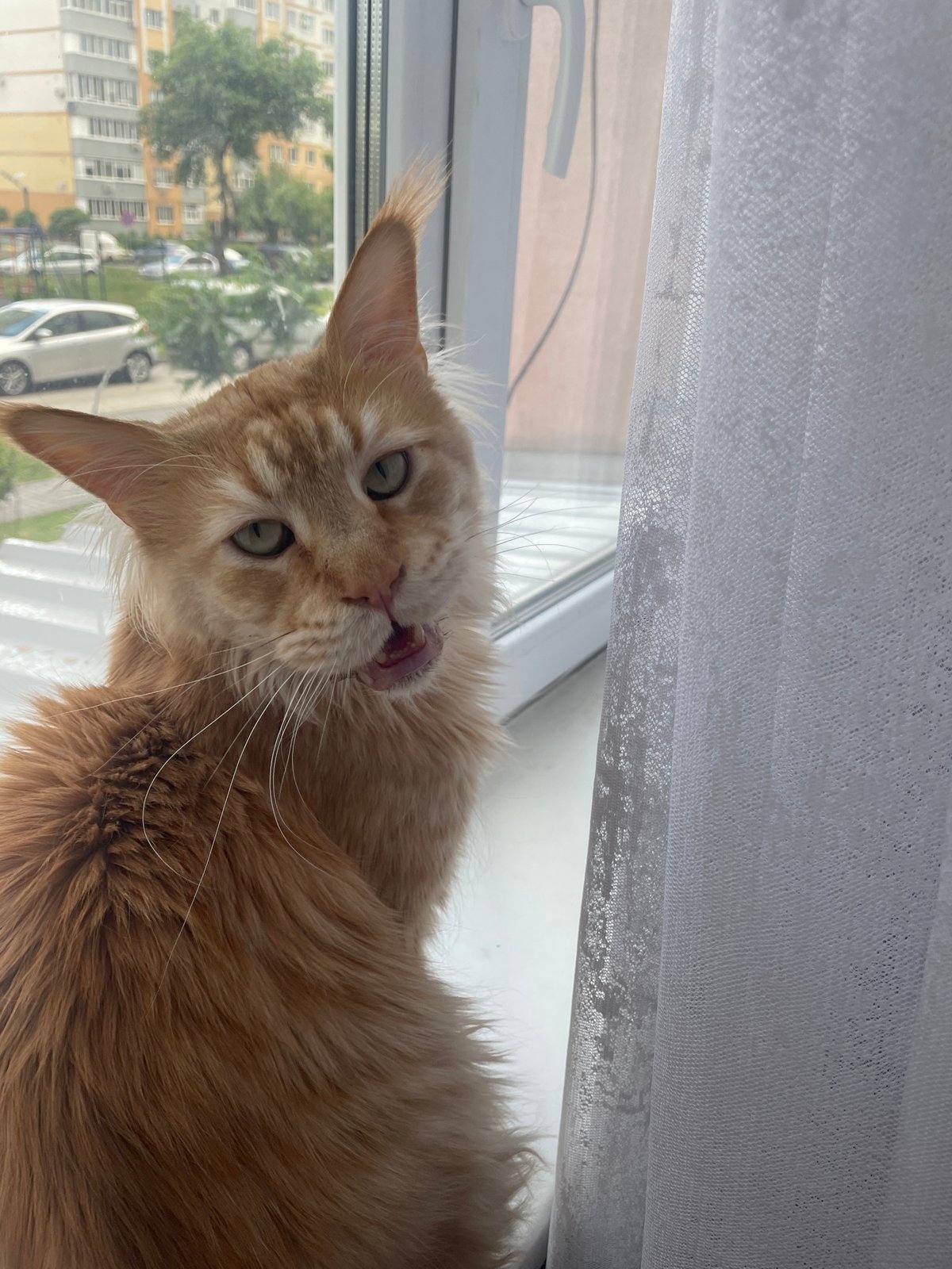 Maine Coon cat photographed in Rozsoshentsi apartment scenes