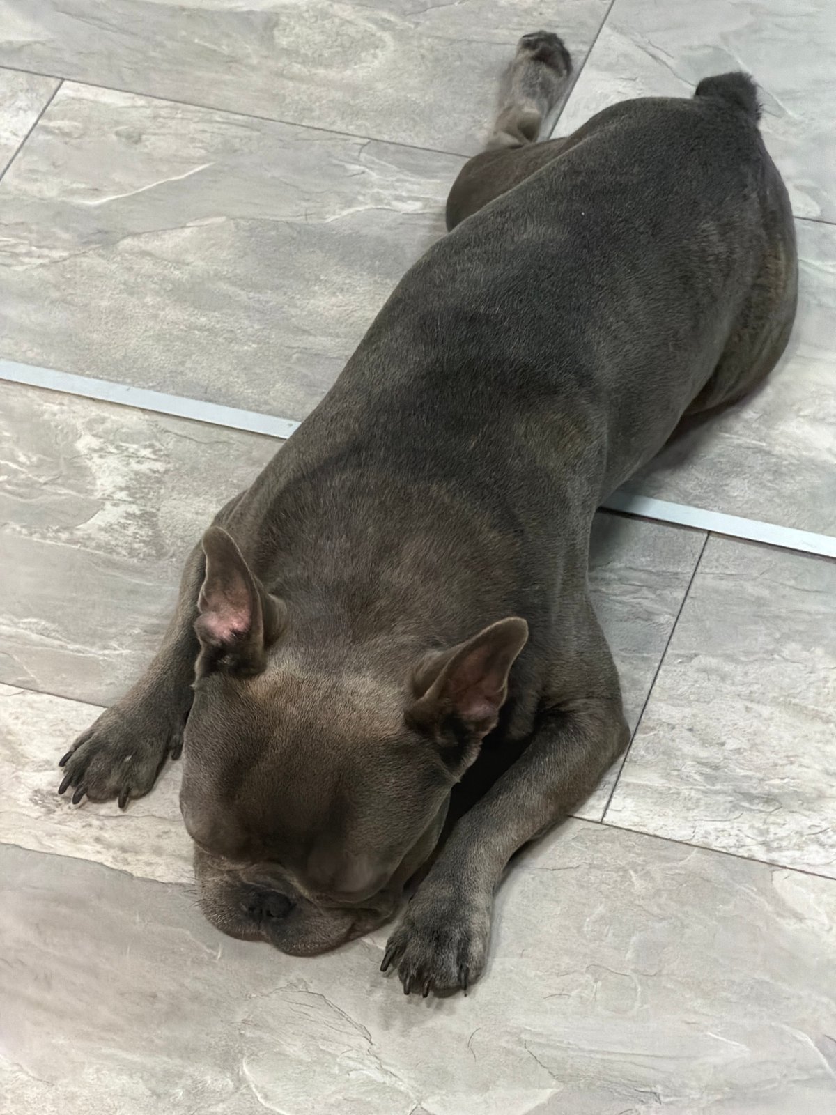 French Bulldog photo session captured in Ruse home