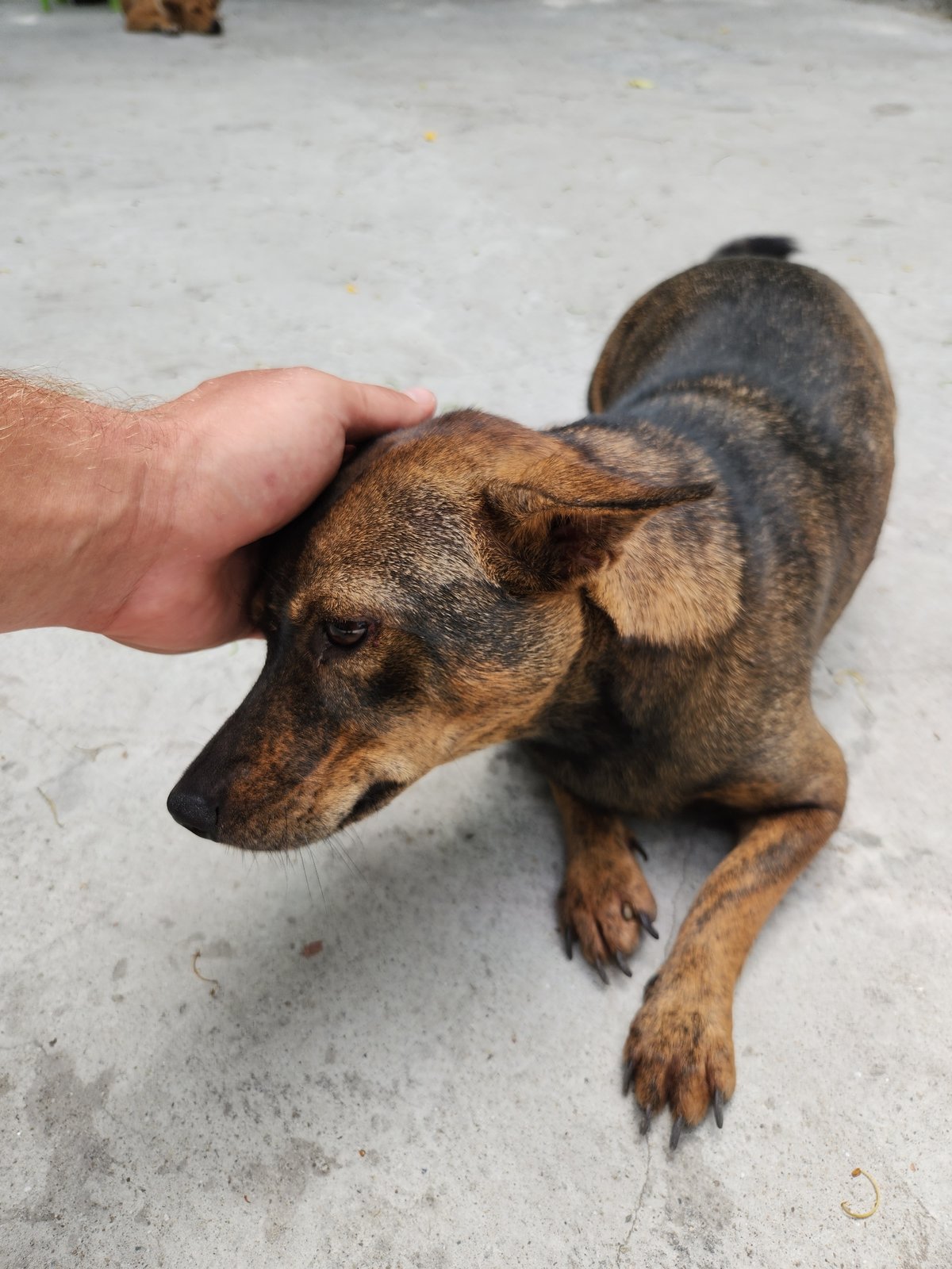 Buddhist temple grounds in Đà Nẵng, statues, carvings, and roaming dogs