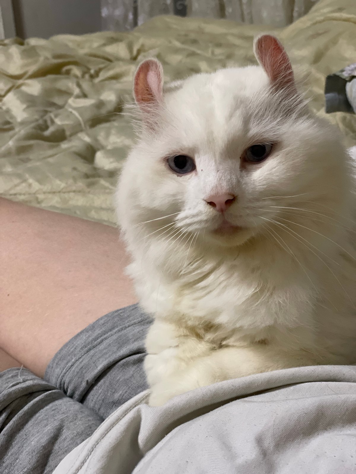 Blue-eyed curly-eared cat and everyday scenes in Aktau