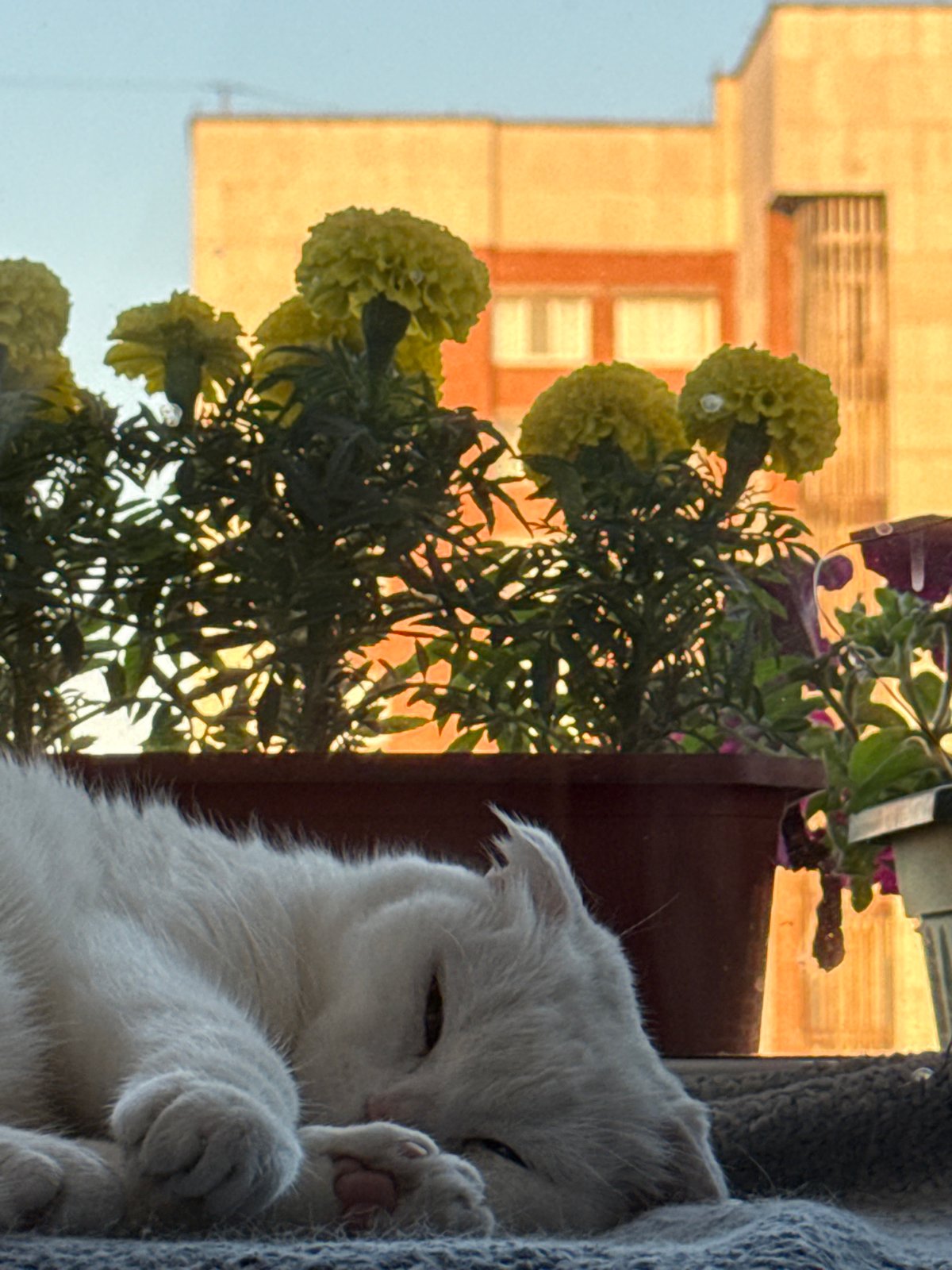 Cat napping by yellow flowers, film cameras nearby in Ufa