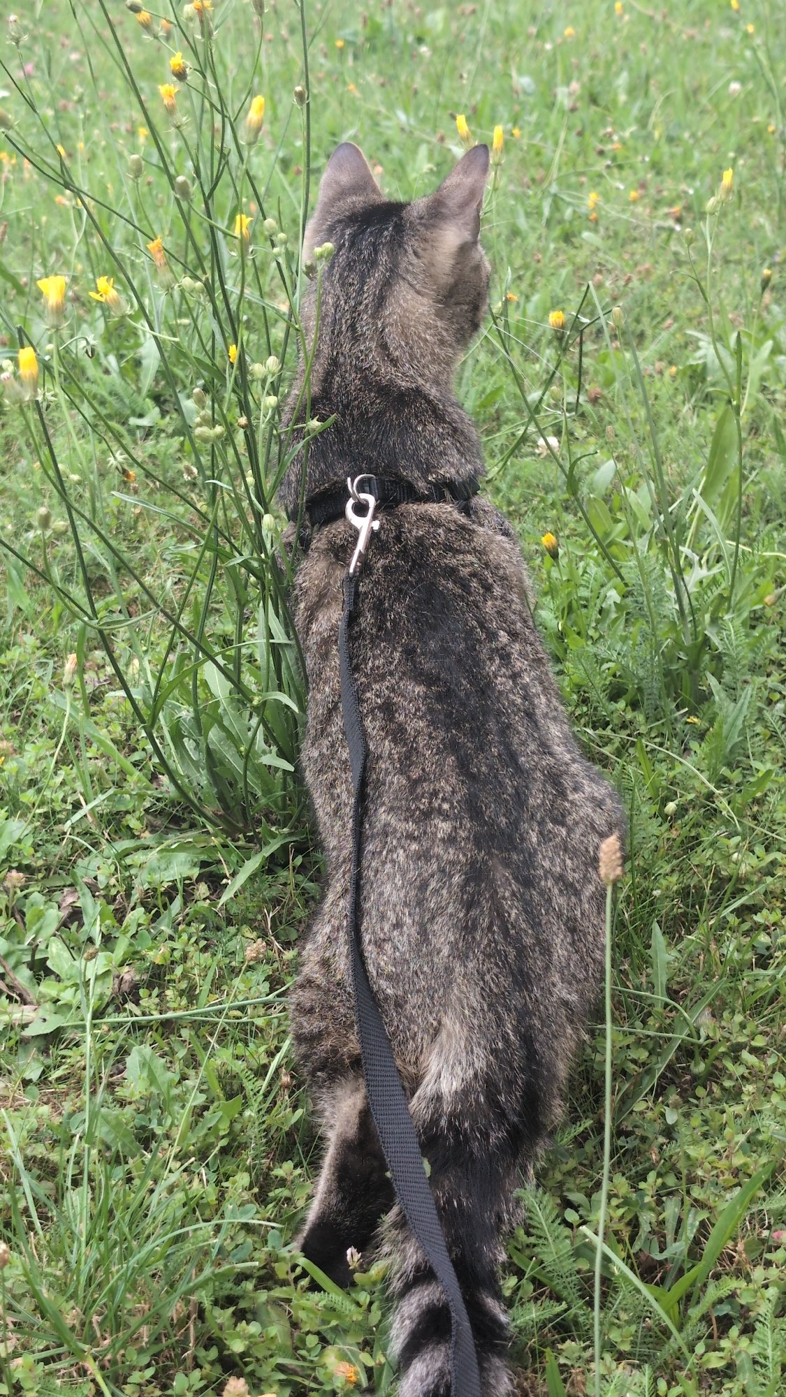 Grey tabby cat on leash gazes out across a wildflower field