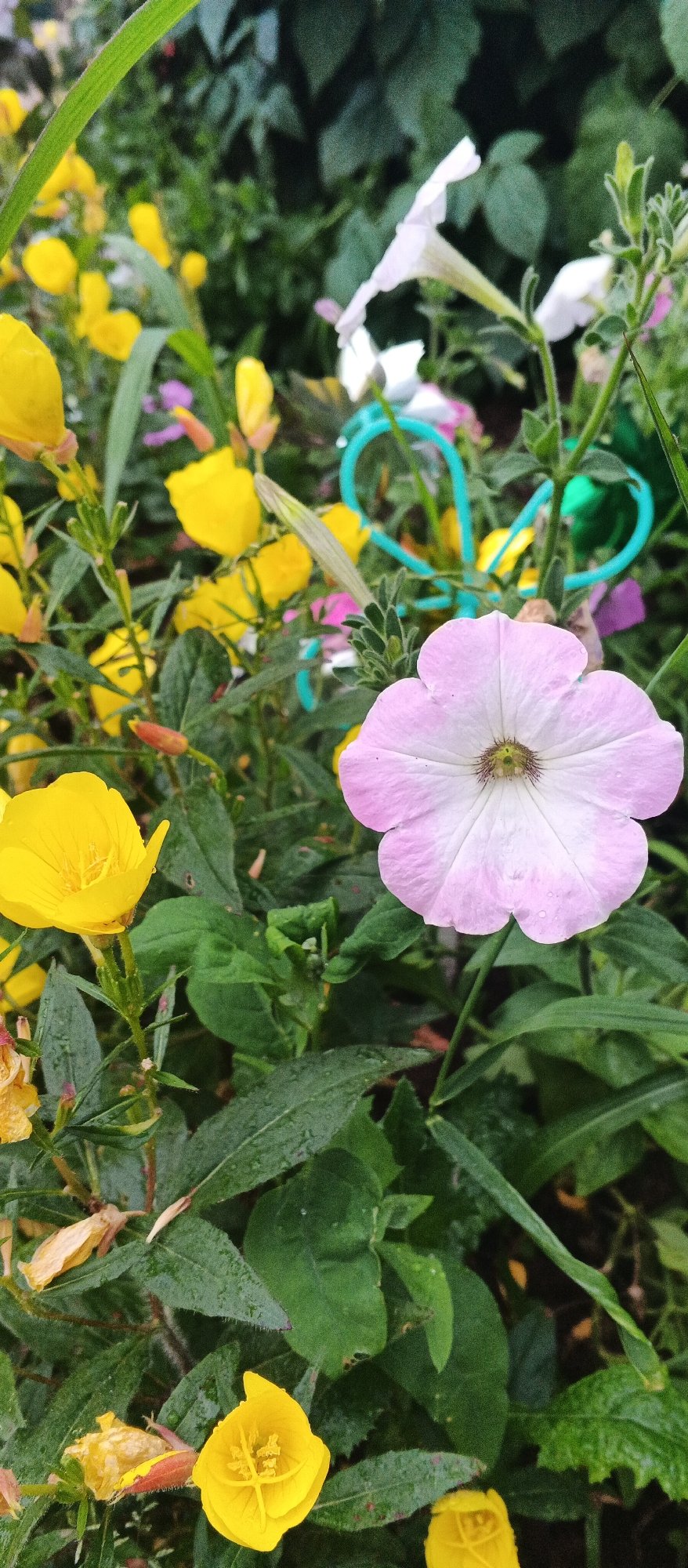 Summer garden in full swing in rural Podgornoye
