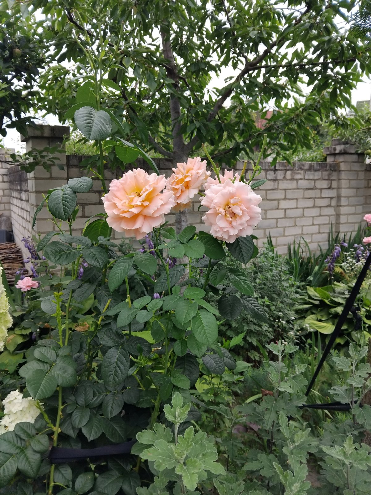 White cat, blooming roses, and a Zhytomyr yard at dawn