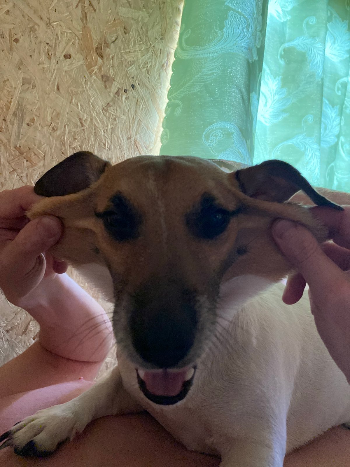 Adult handles small dog indoors in Chaikovsky, Russia