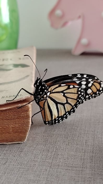 Monarch butterfly visits Vargas Llosa book in Lima suburb