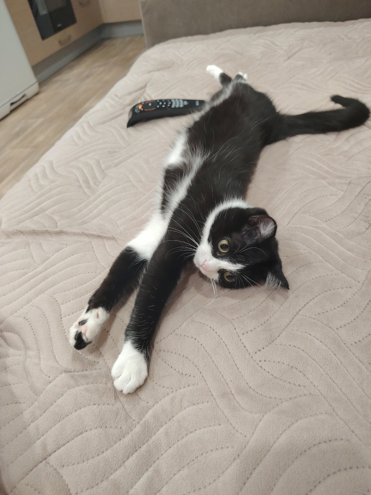 Cat stretches on furniture near remote control