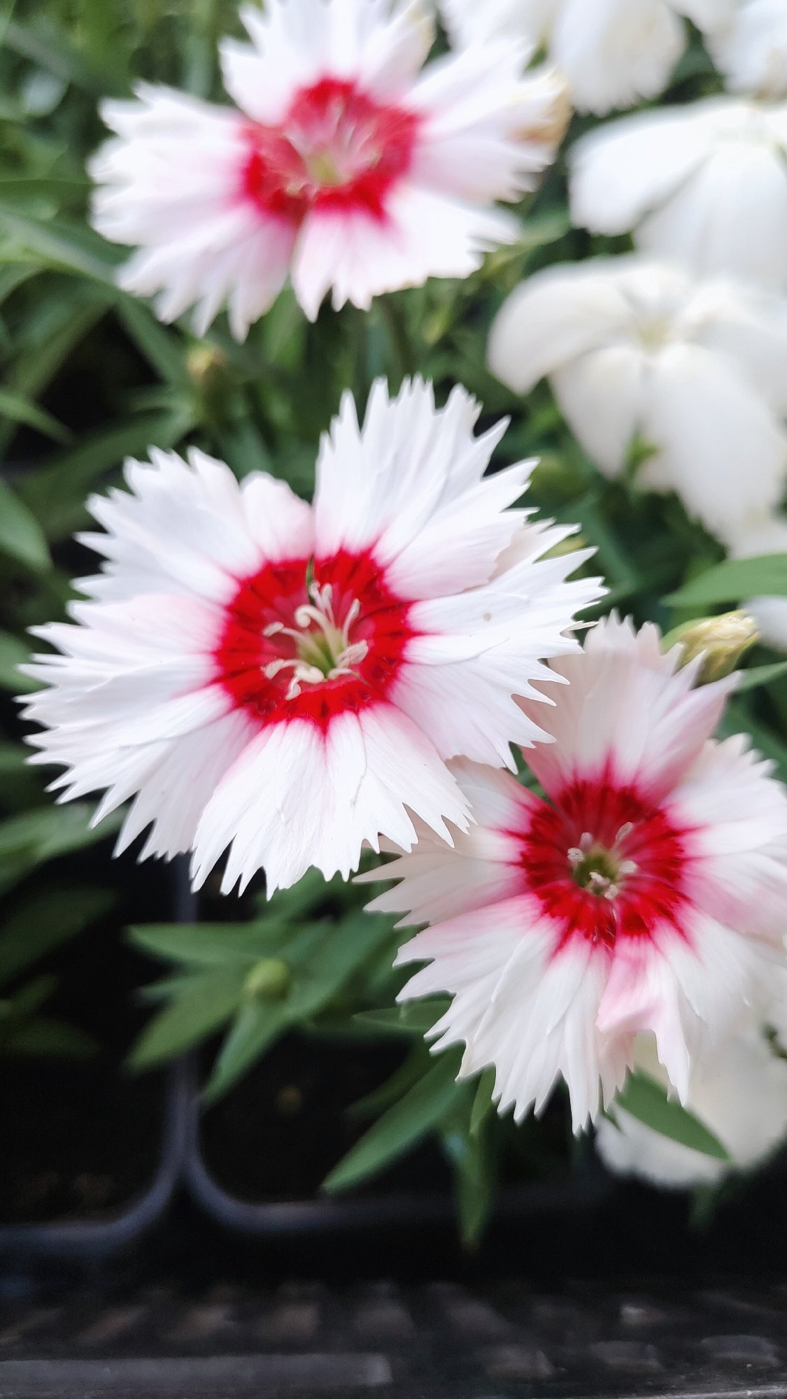 Morning flowers and commuters documented in Krasnoyarsk, Russia