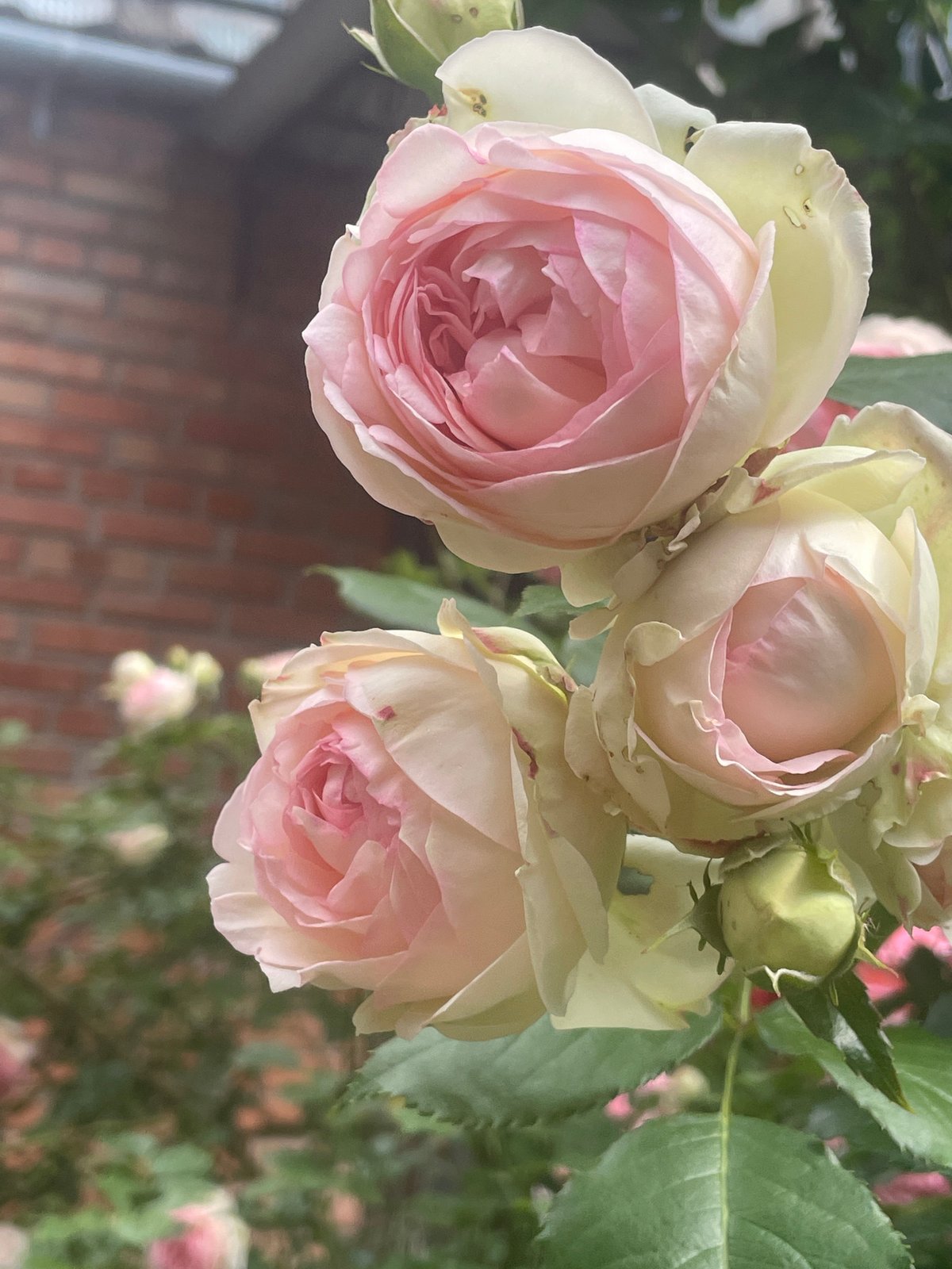 Pink roses bloom in outdoor garden setting